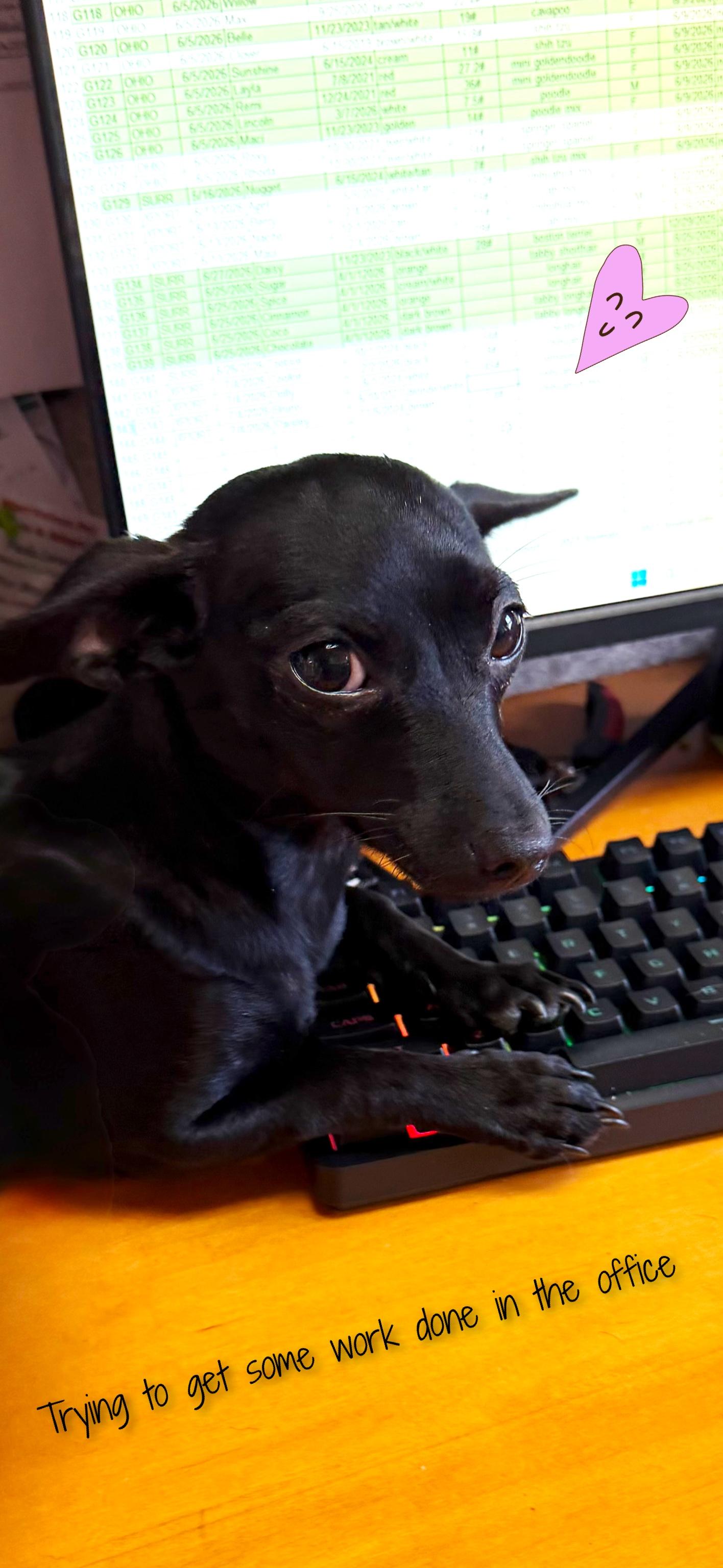 Cookie, an adopted Chihuahua in Fredericksburg, VA image 6/6