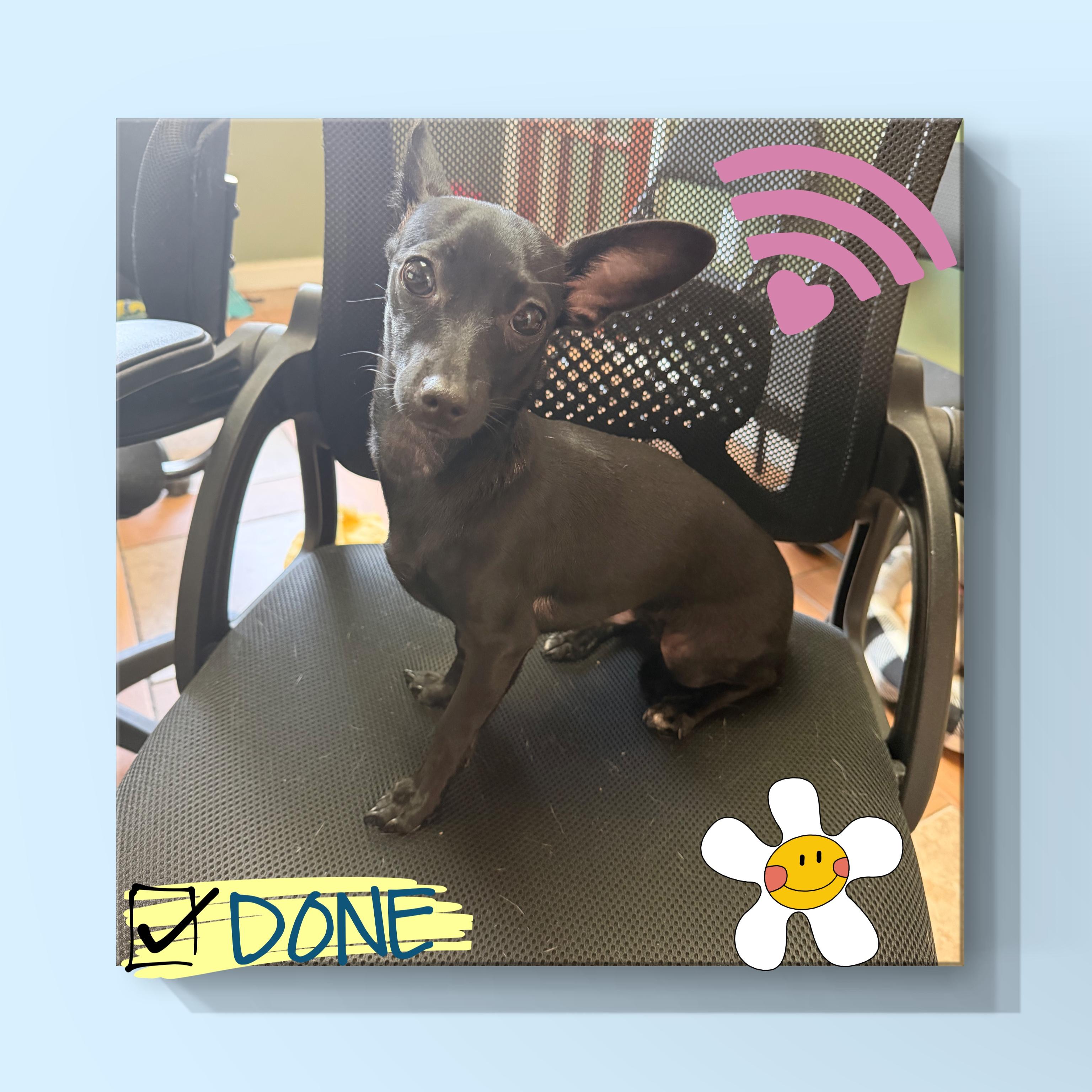 Cookie, an adopted Chihuahua in Fredericksburg, VA image 3/6