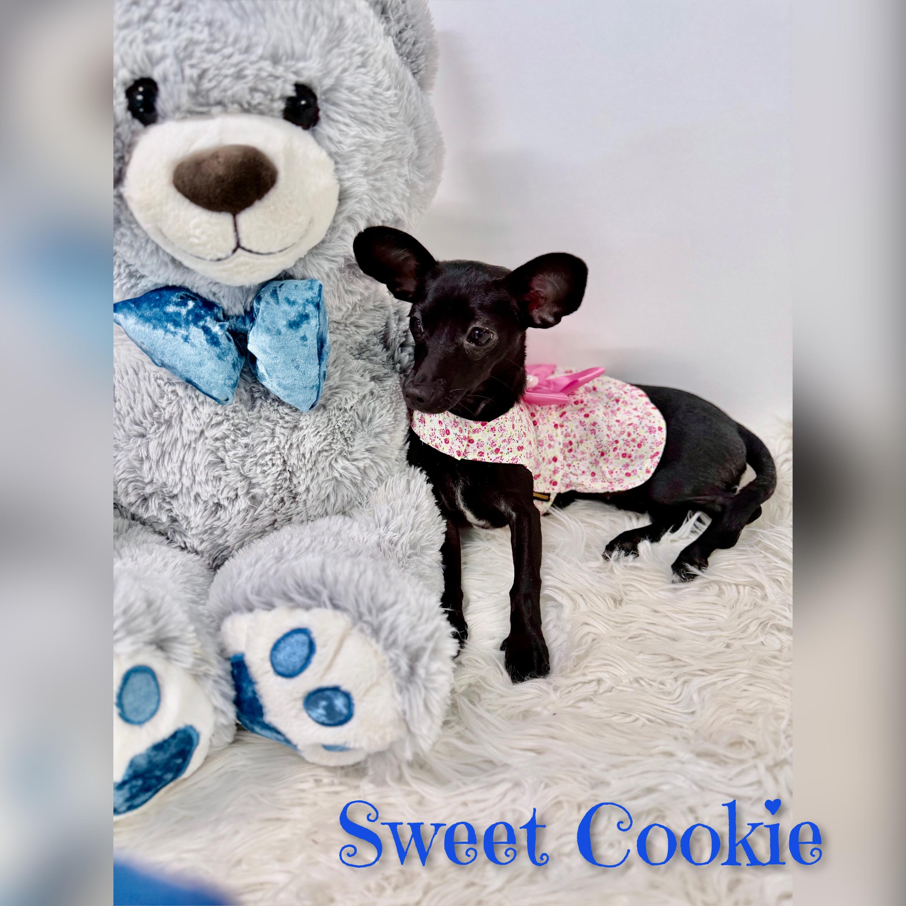 Cookie, an adopted Chihuahua in Fredericksburg, VA image 2/6