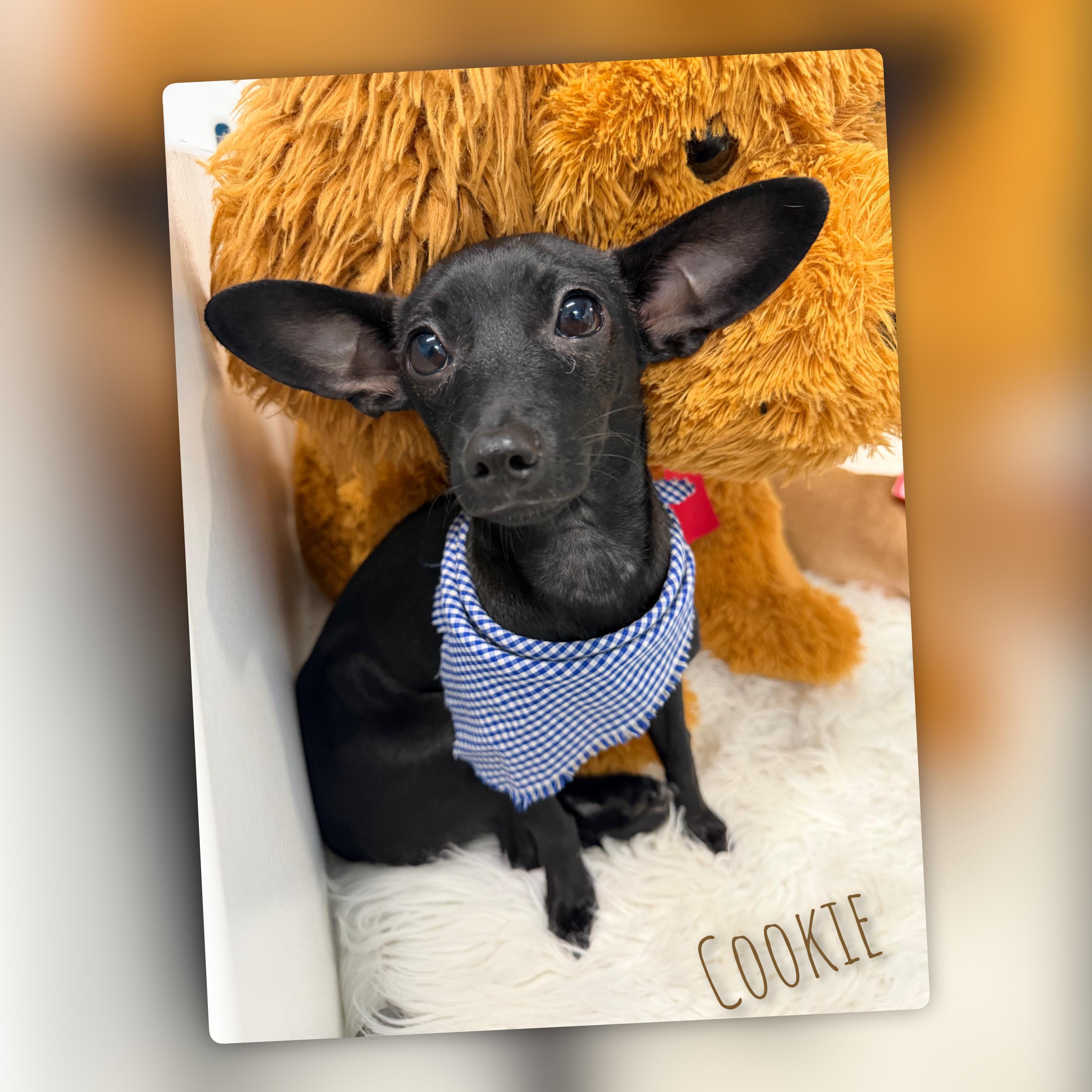 Cookie, adopted, Young Female Chihuahua.