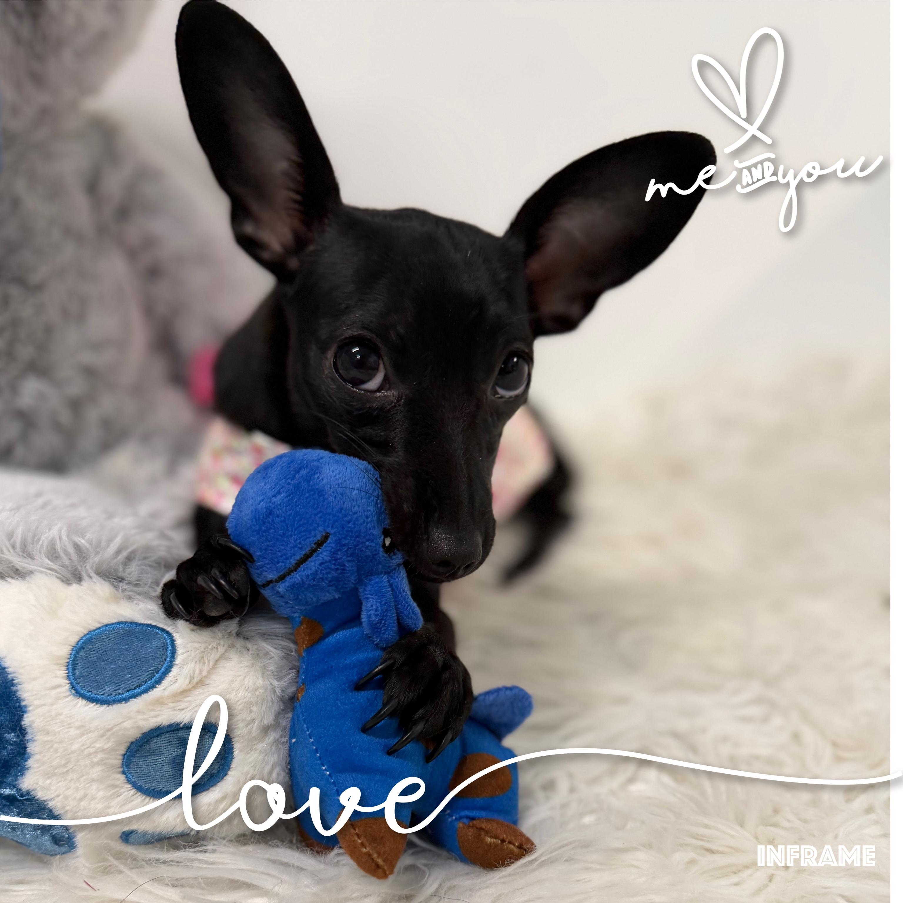 Cookie, an adopted Chihuahua in Fredericksburg, VA image 4/6