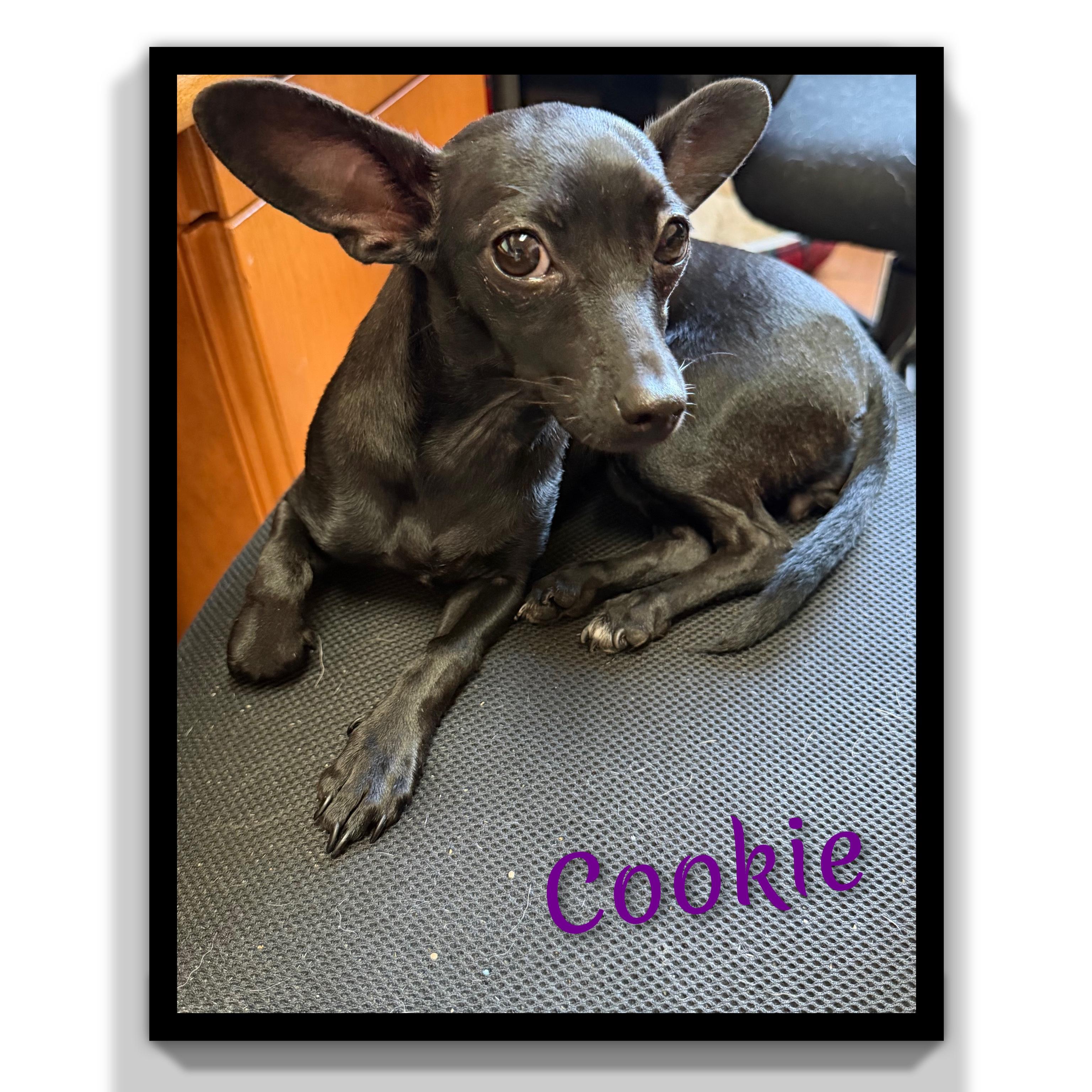 Cookie, an adopted Chihuahua in Fredericksburg, VA image 5/6