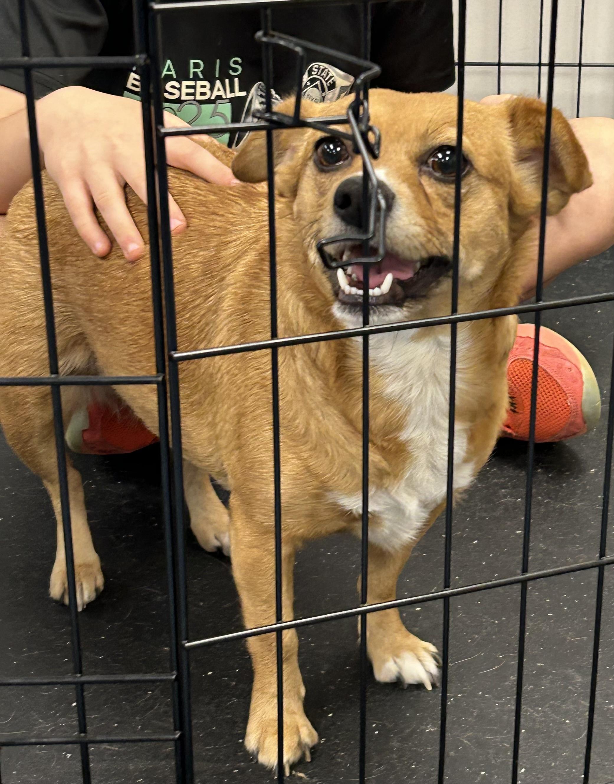 Doobie, Adoptable, Adult Female Chihuahua.