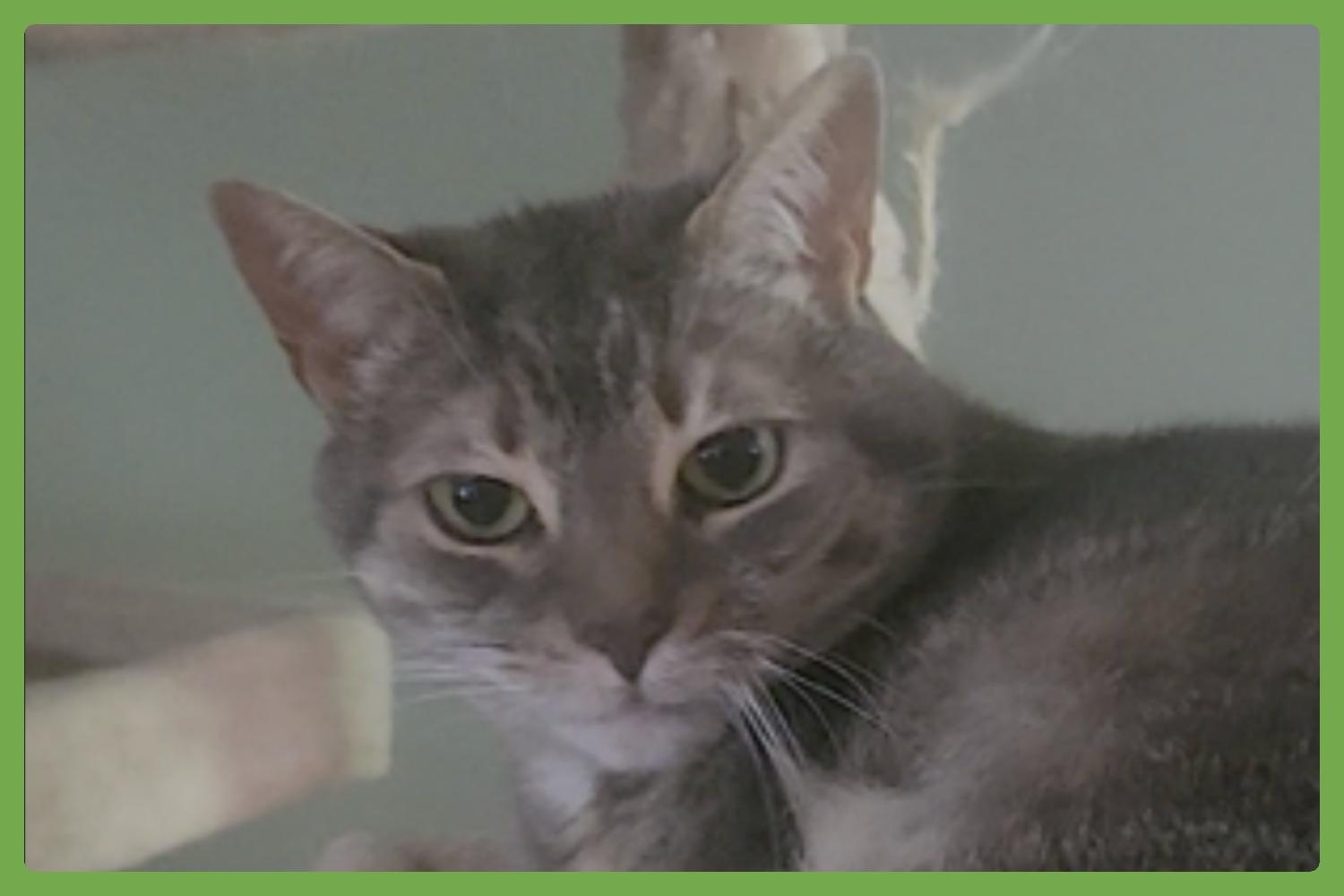 Enlarge Cali, a Adoptable Domestic Short Hair in Charleston, SC image 1/6