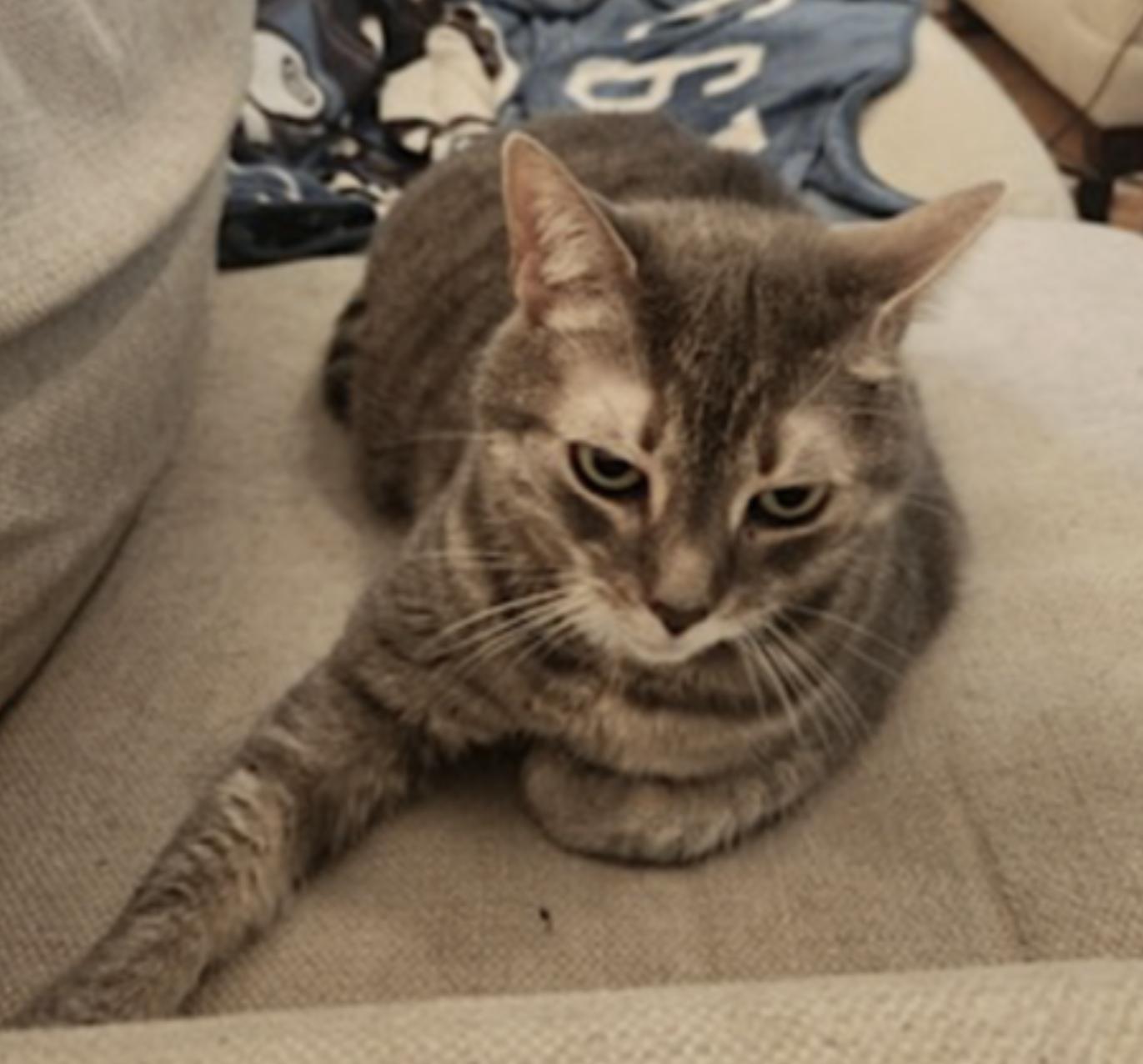 Enlarge Cali, a Adoptable Domestic Short Hair in Charleston, SC image 5/6