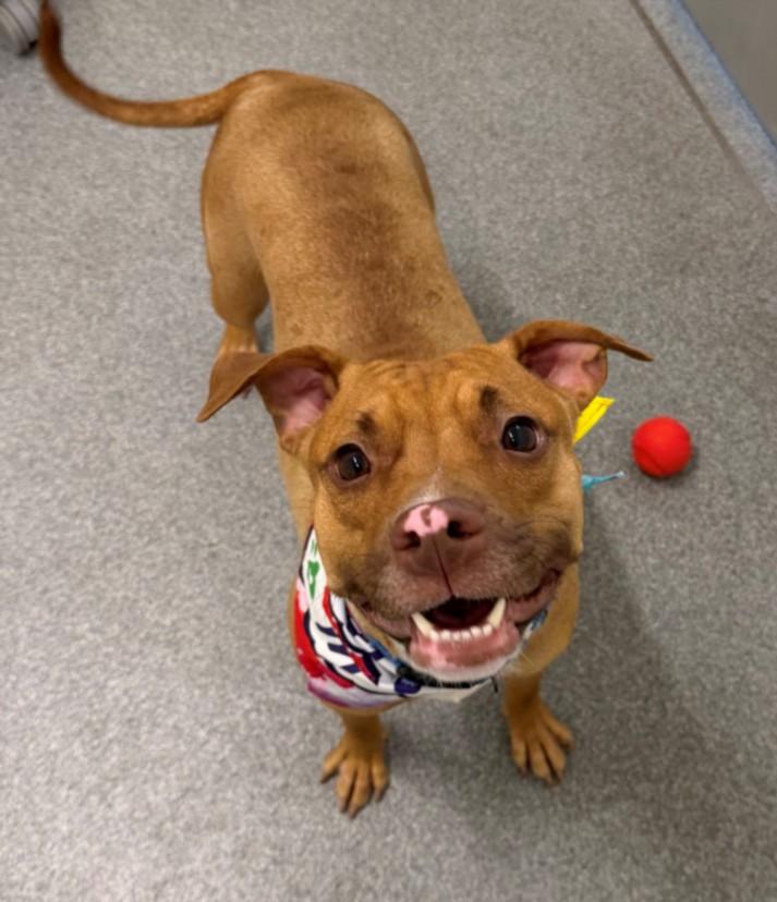 COSMO, Adoptable, Young Female Pit Bull Terrier.