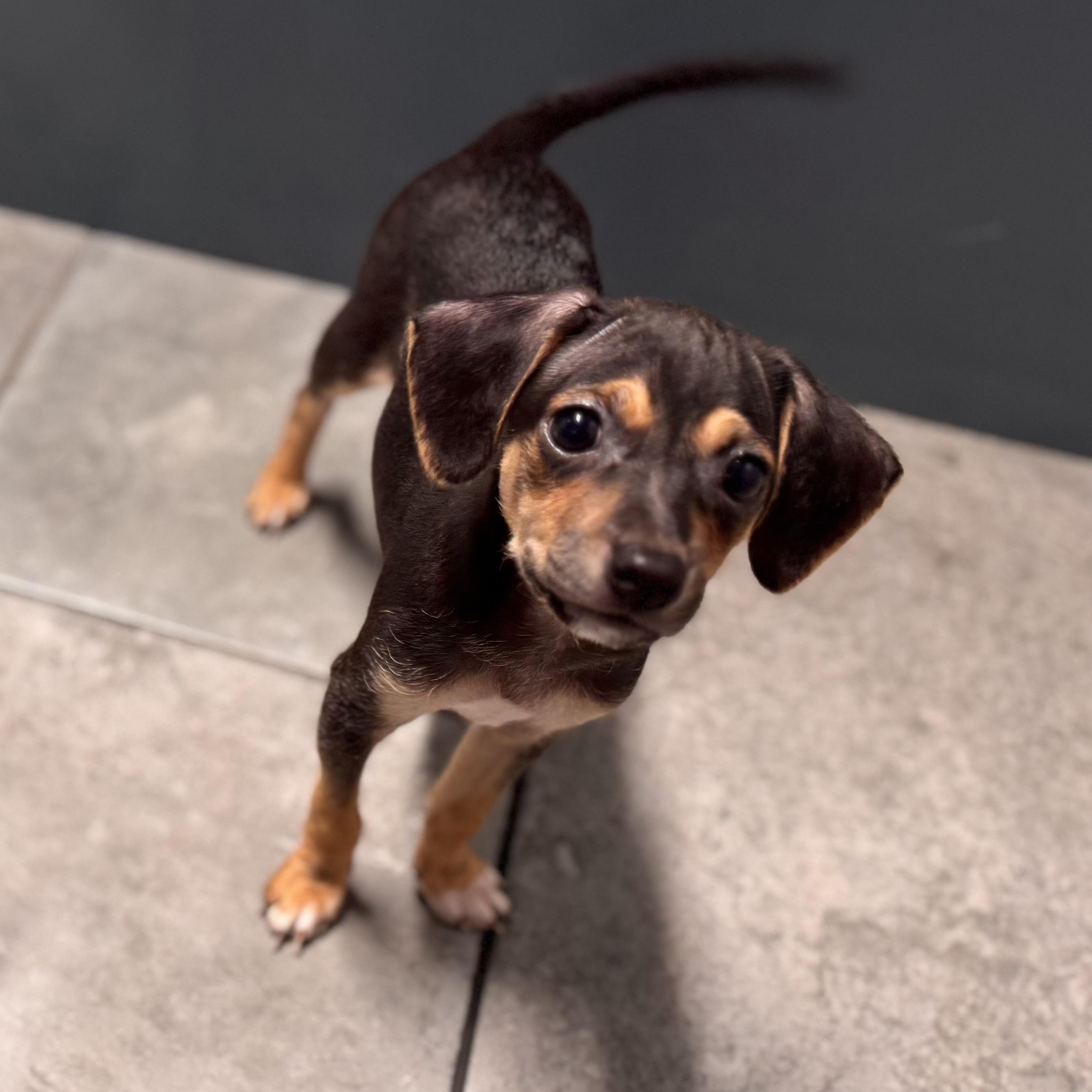 Ragnar, Adoptable, Puppy Male Chihuahua.