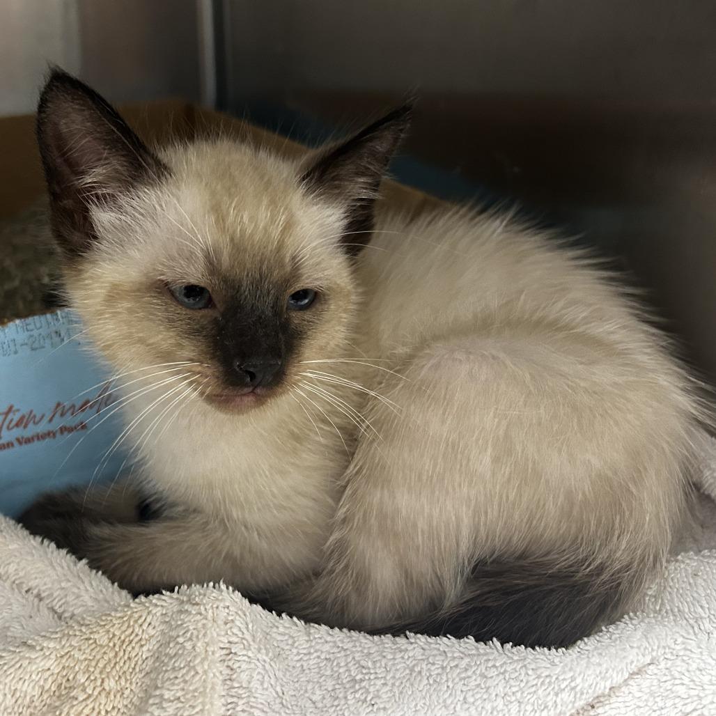 Apollo, Adoptable, Kitten Male Siamese.
