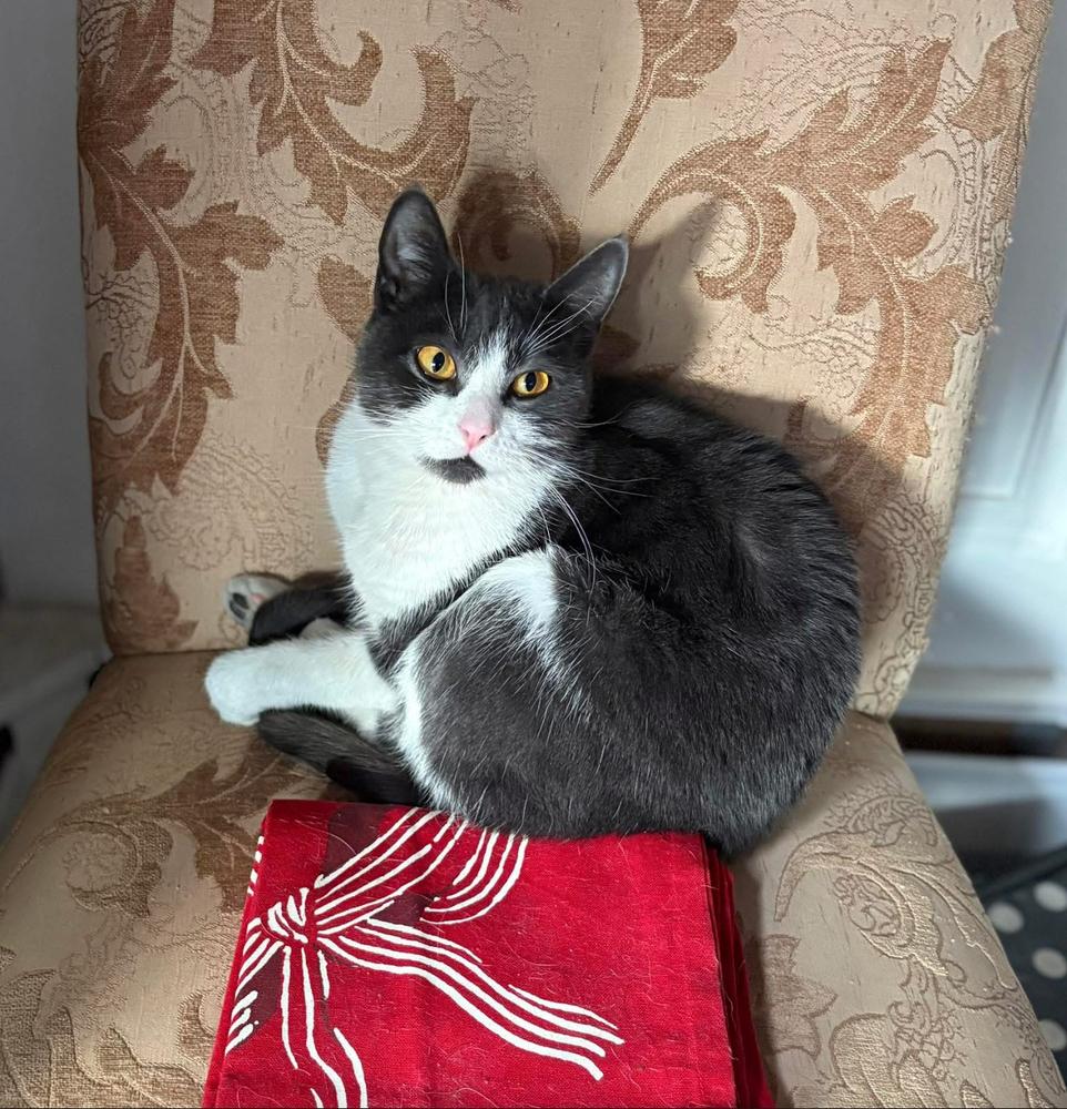 Mama Missy (Elliott) (Lansdale (Hip-Hop) Litter), Adoptable, Young Female Domestic Short Hair.