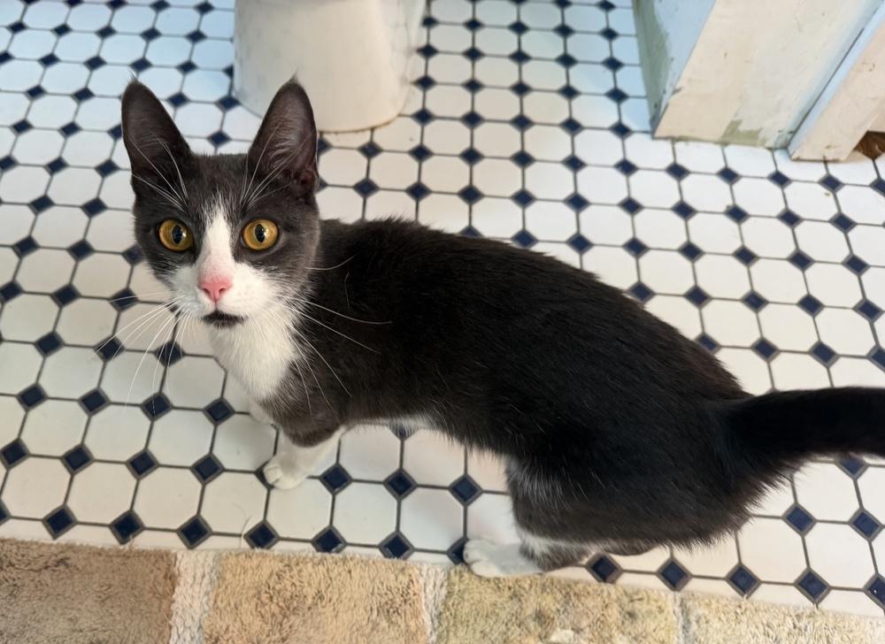 Mama Missy (Elliott) (Lansdale (Hip-Hop) Litter), a Adoptable Domestic Short Hair in Telford, PA image 2/6