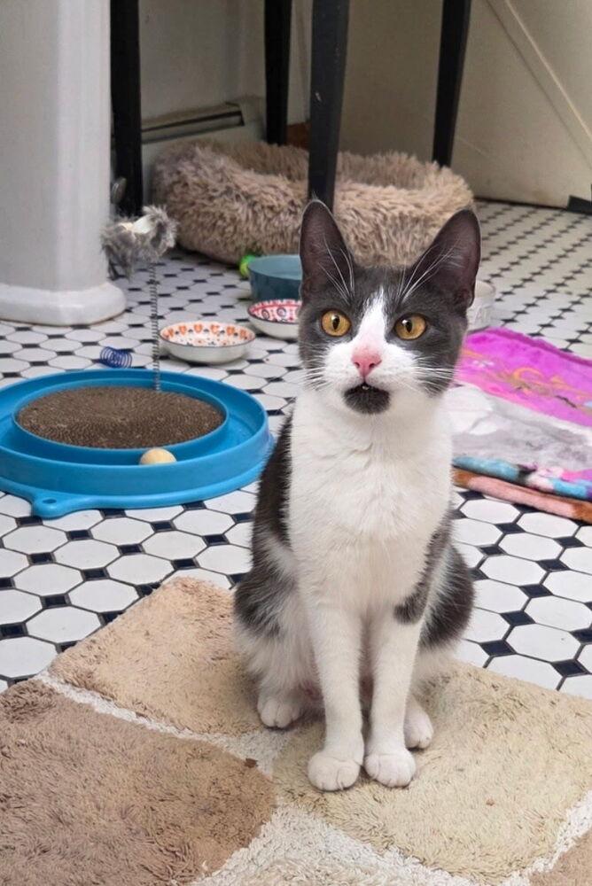 Mama Missy (Elliott) (Lansdale (Hip-Hop) Litter), a Adoptable Domestic Short Hair in Telford, PA image 3/6