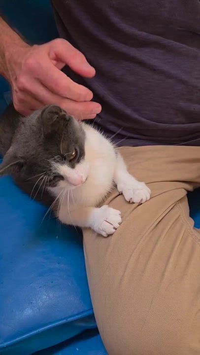 Enlarge Mama Missy (Elliott) (Lansdale (Hip-Hop) Litter), a Adoptable Domestic Short Hair in Telford, PA video 6/6