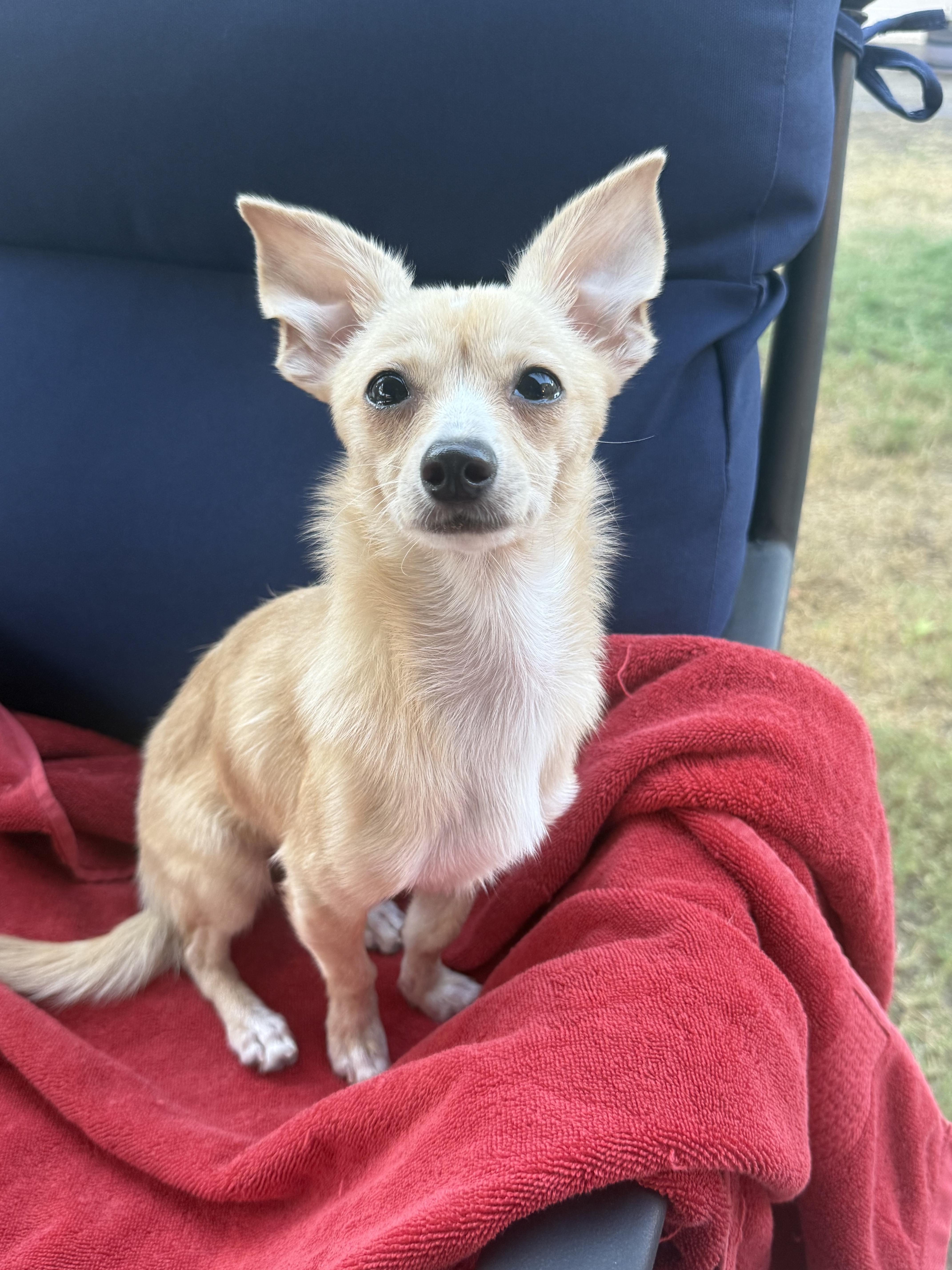 Enlarge Matilda, a Adoptable Chihuahua in Henderson, NV image 2/6