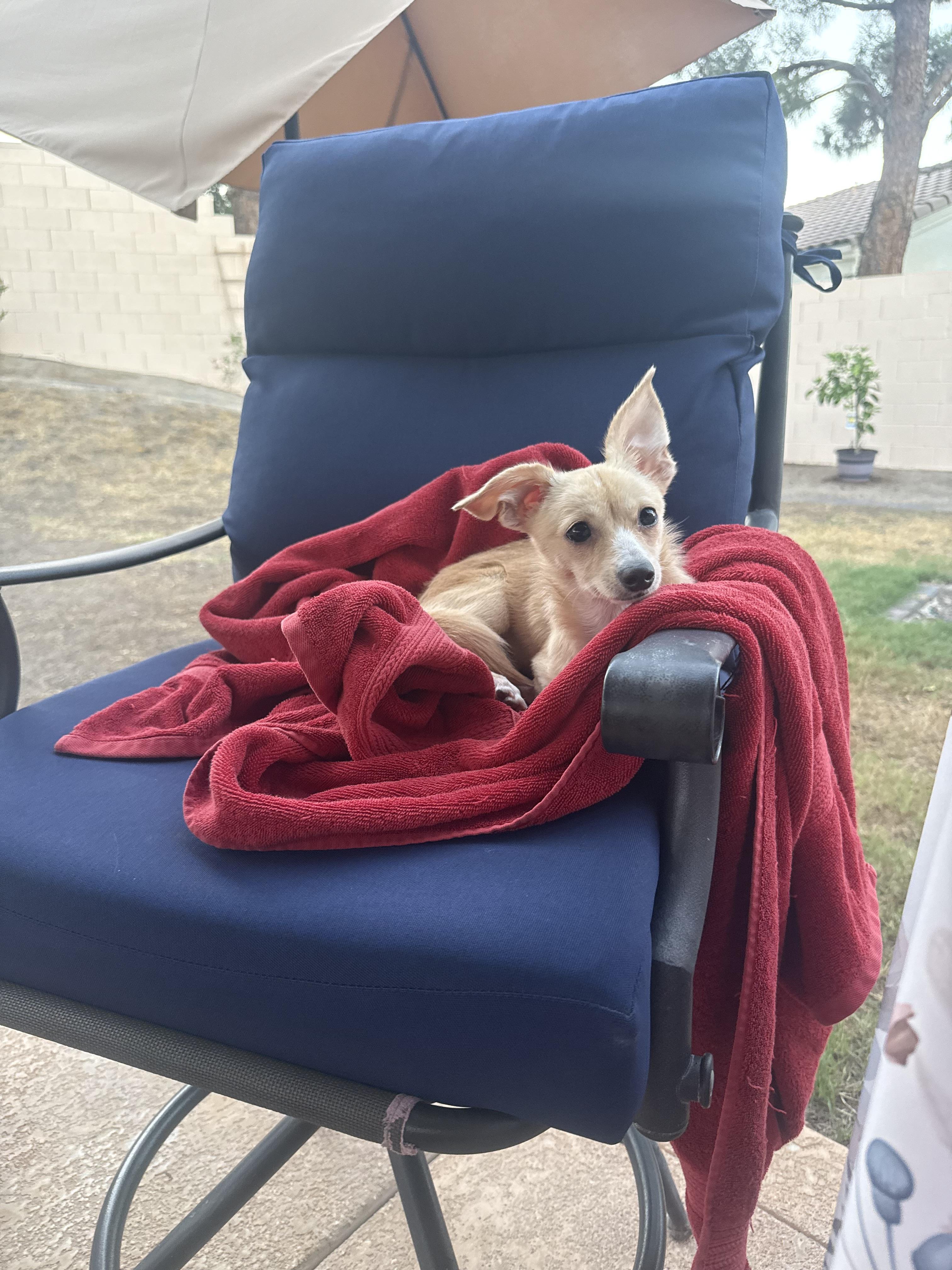 Enlarge Matilda, a Adoptable Chihuahua in Henderson, NV image 3/6