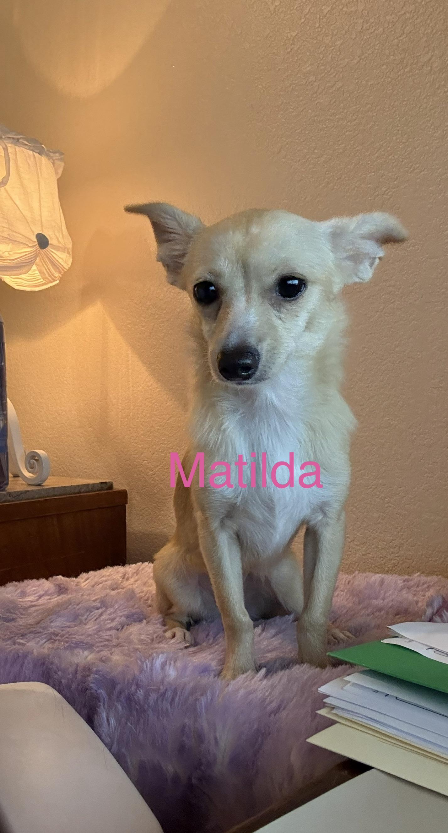 Enlarge Matilda, a Adoptable Chihuahua in Henderson, NV image 4/6