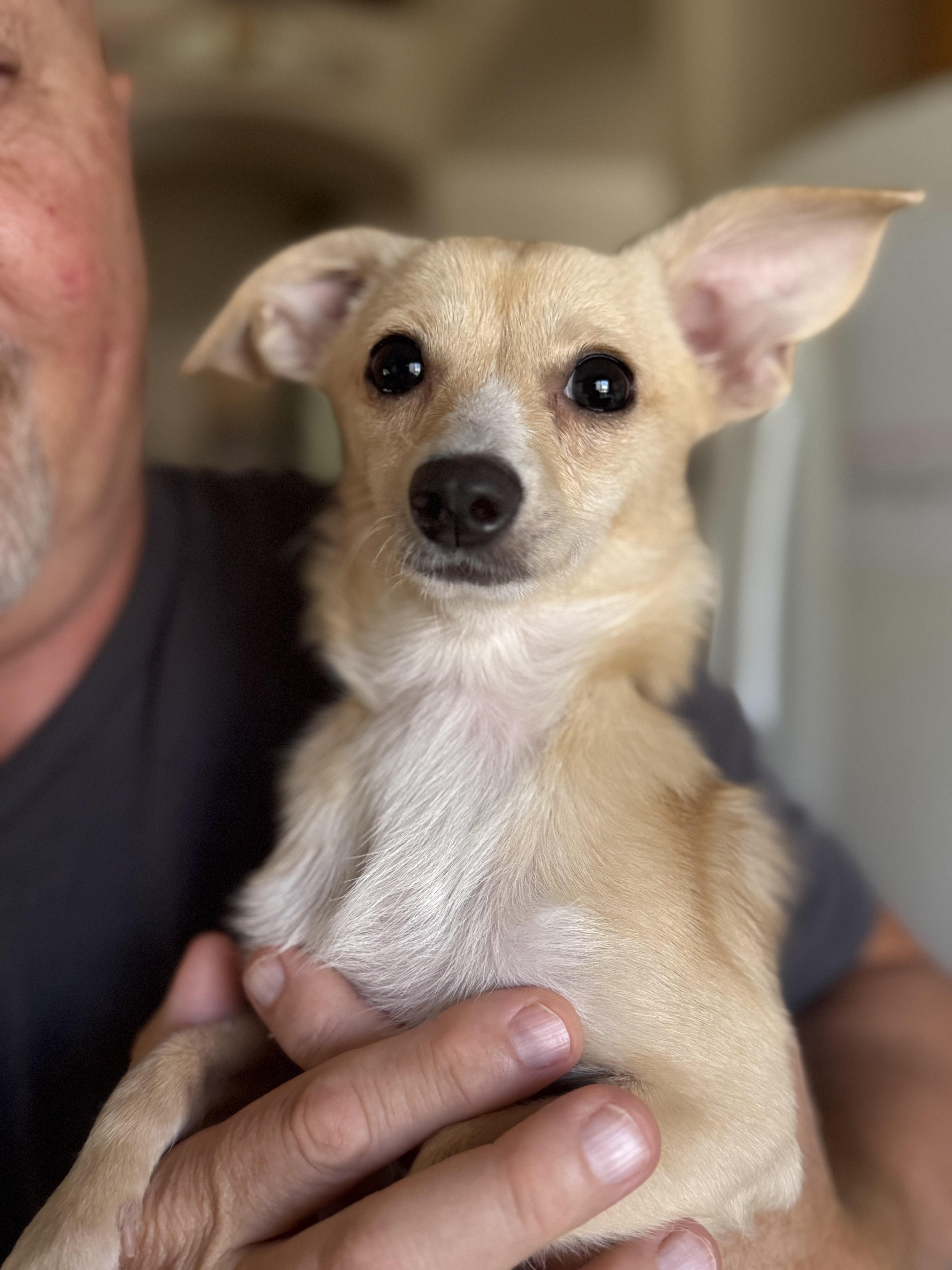 Enlarge Matilda, a Adoptable Chihuahua in Henderson, NV image 1/6