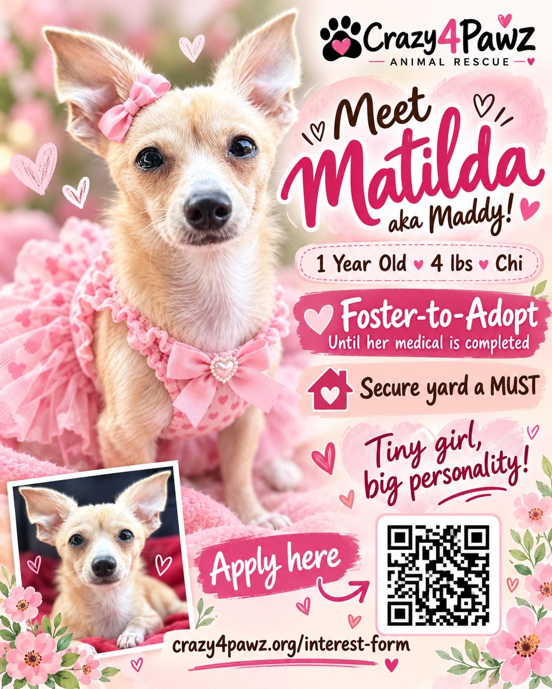 Enlarge Matilda, a Adoptable Chihuahua in Henderson, NV image 5/6