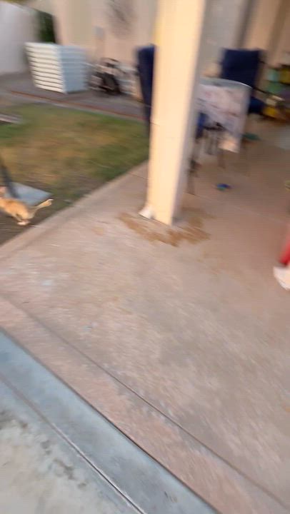 Enlarge Matilda, a Adoptable Chihuahua in Henderson, NV video 6/6