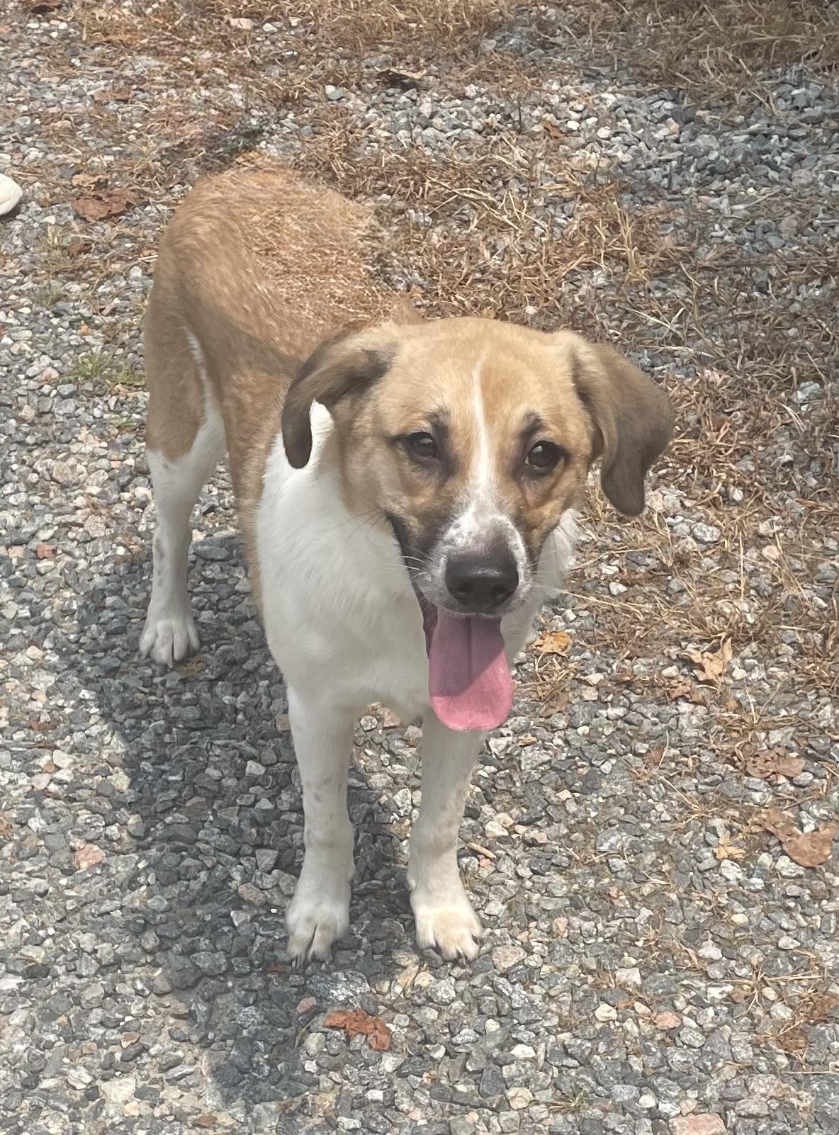 Little Man, a ADOPTABLE mixed breed in Heathsville, VA image 3/5