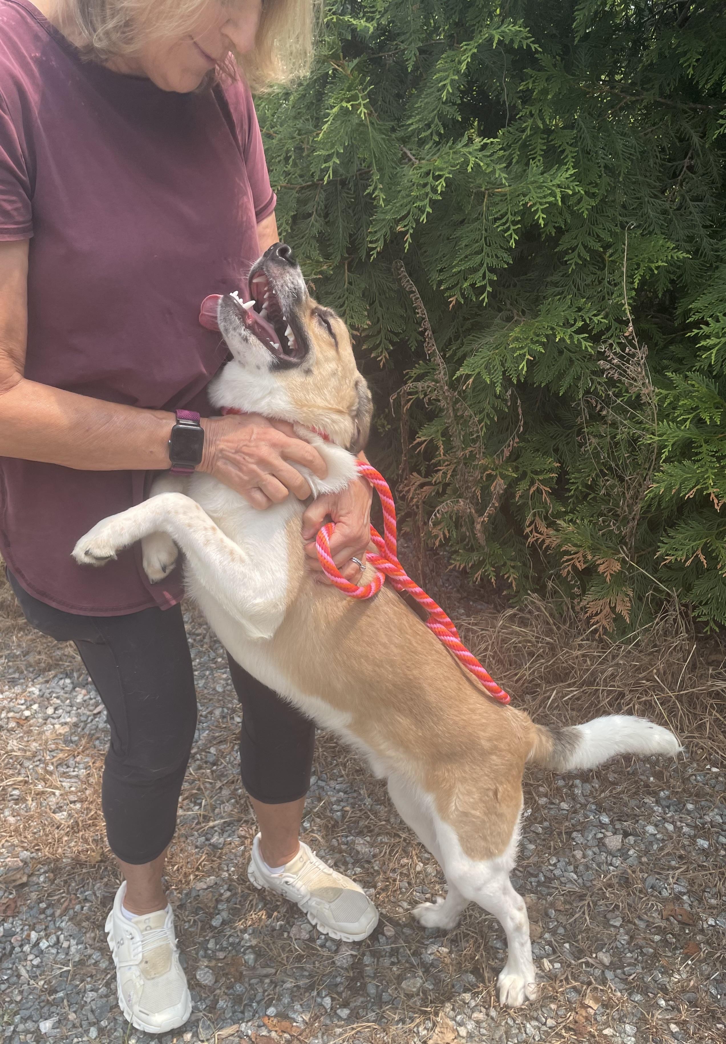 Little Man, a ADOPTABLE mixed breed in Heathsville, VA image 4/5