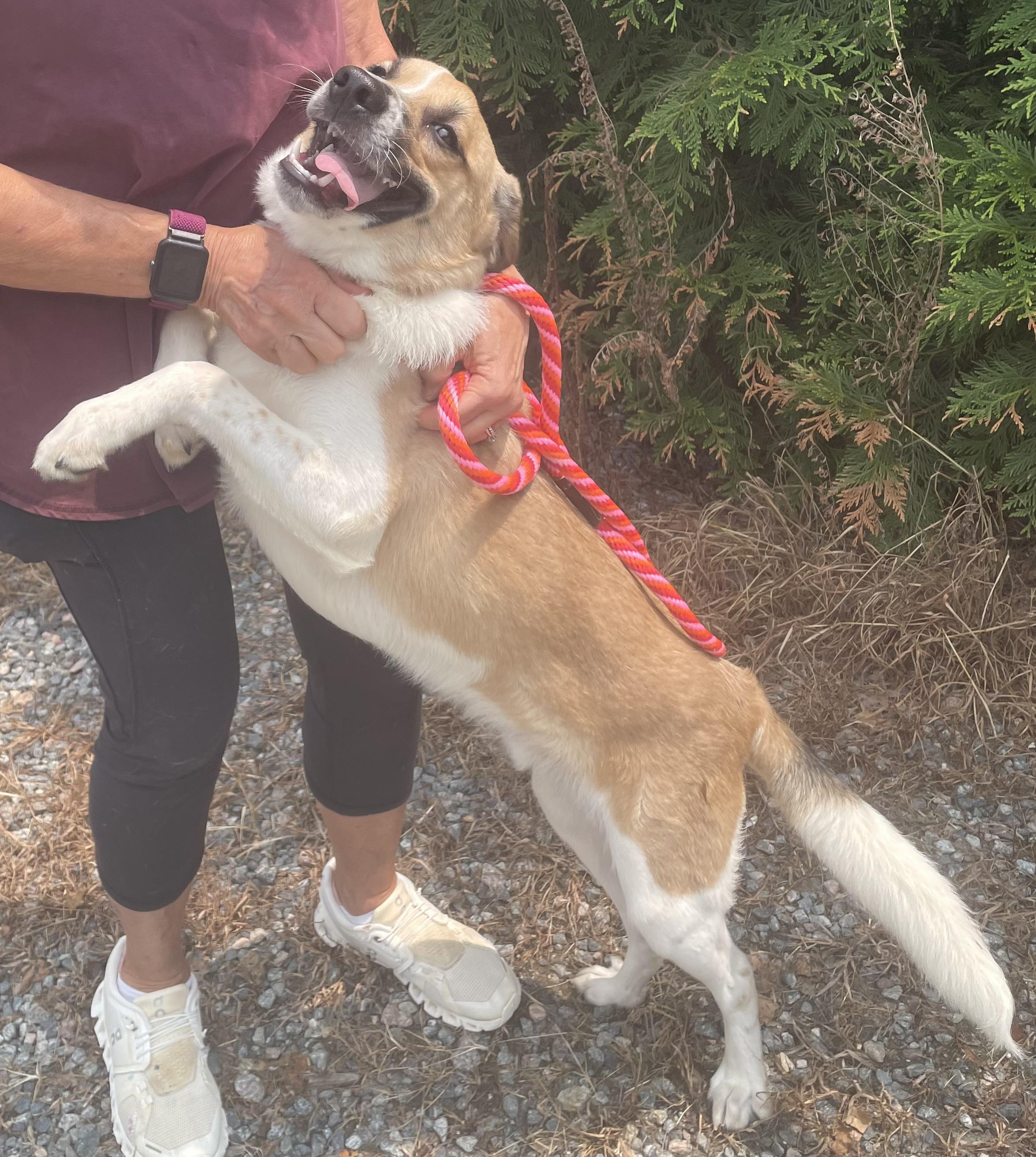 Little Man, a ADOPTABLE mixed breed in Heathsville, VA image 2/5