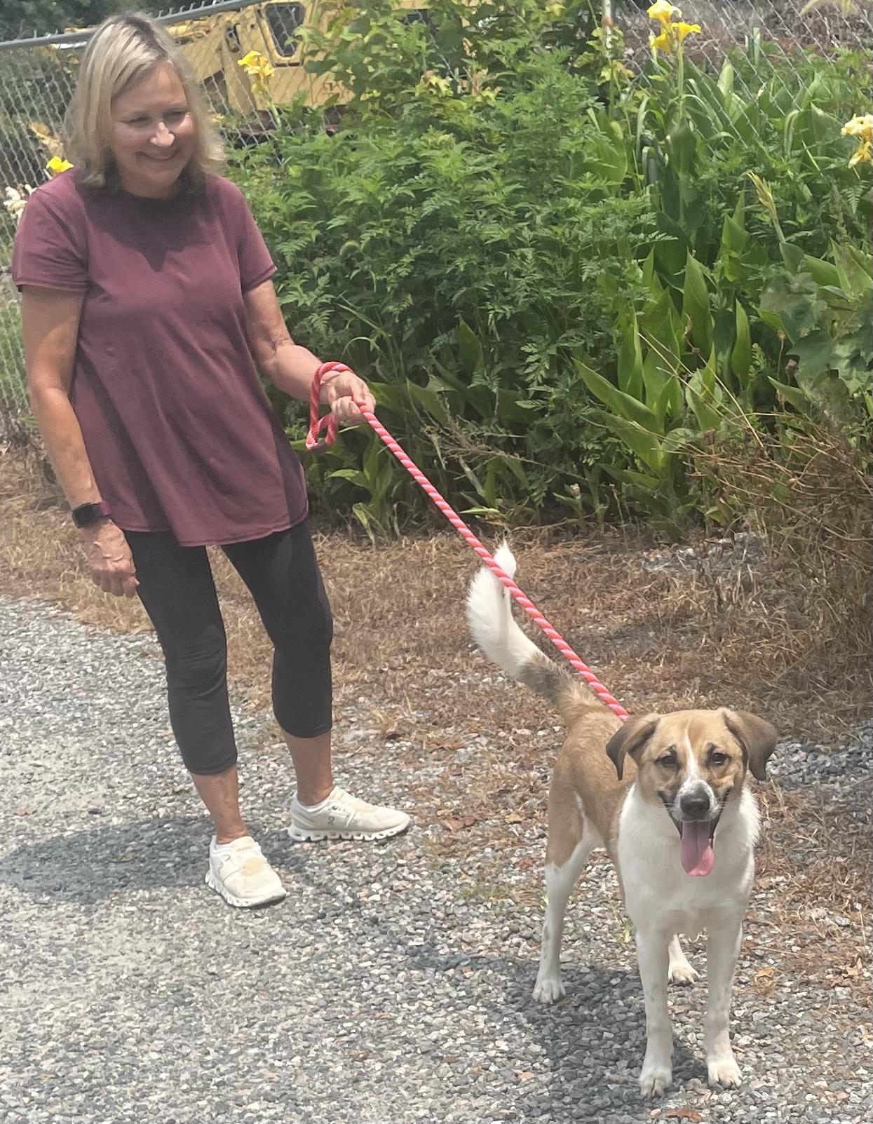 Little Man, a ADOPTABLE mixed breed in Heathsville, VA image 5/5