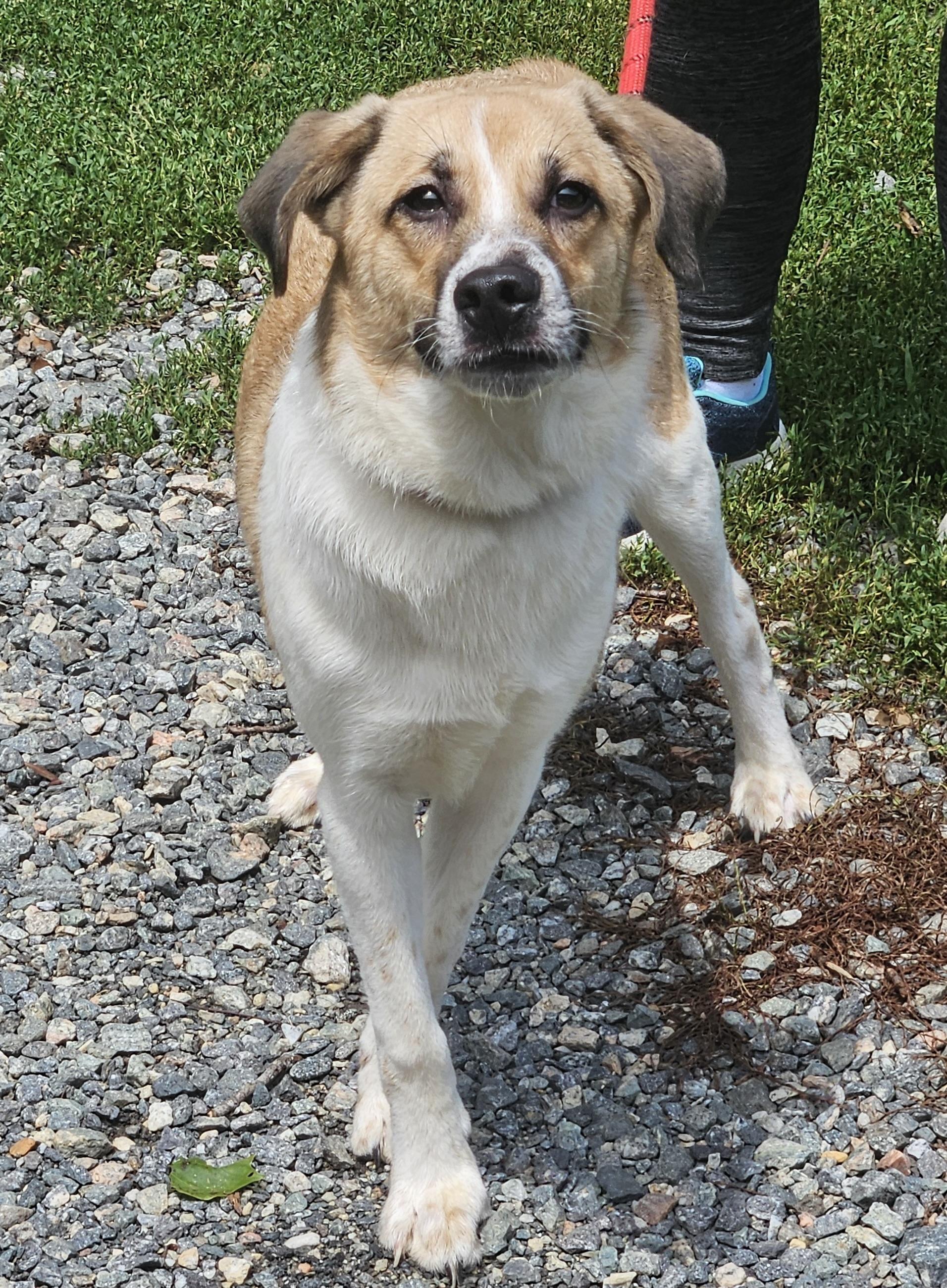 Little Man, a ADOPTABLE mixed breed in Heathsville, VA image 1/5