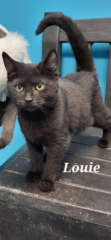 Enlarge Louie, a Adoptable Domestic Short Hair in Kendallville, IN image 1/1