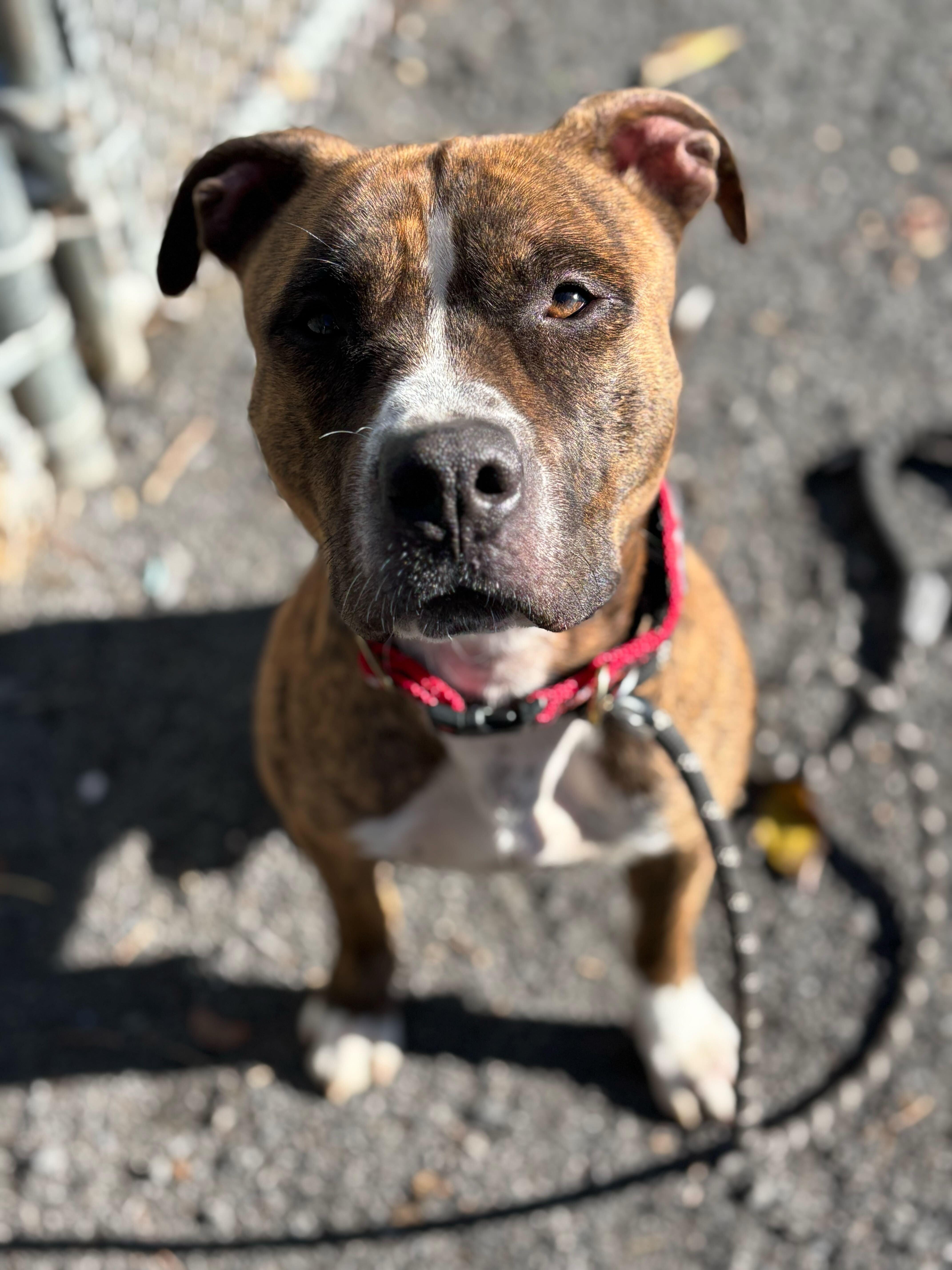 Kratos, a Adoptable Staffordshire Bull Terrier in Conshohocken, PA image 1/5