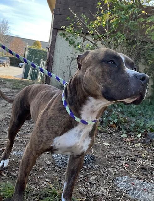 Kratos, a Adoptable Staffordshire Bull Terrier in Conshohocken, PA image 5/5