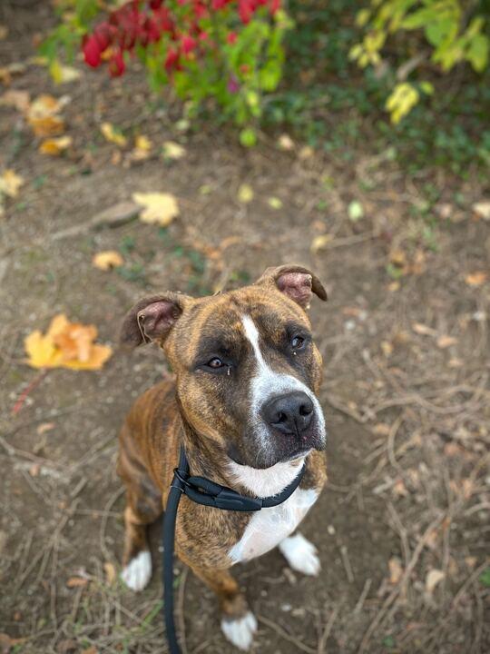 Kratos, a Adoptable Staffordshire Bull Terrier in Conshohocken, PA image 3/5