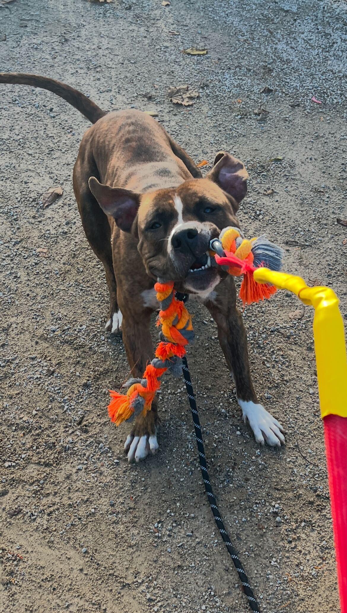 Kratos, Adoptable, Young Male Staffordshire Bull Terrier.