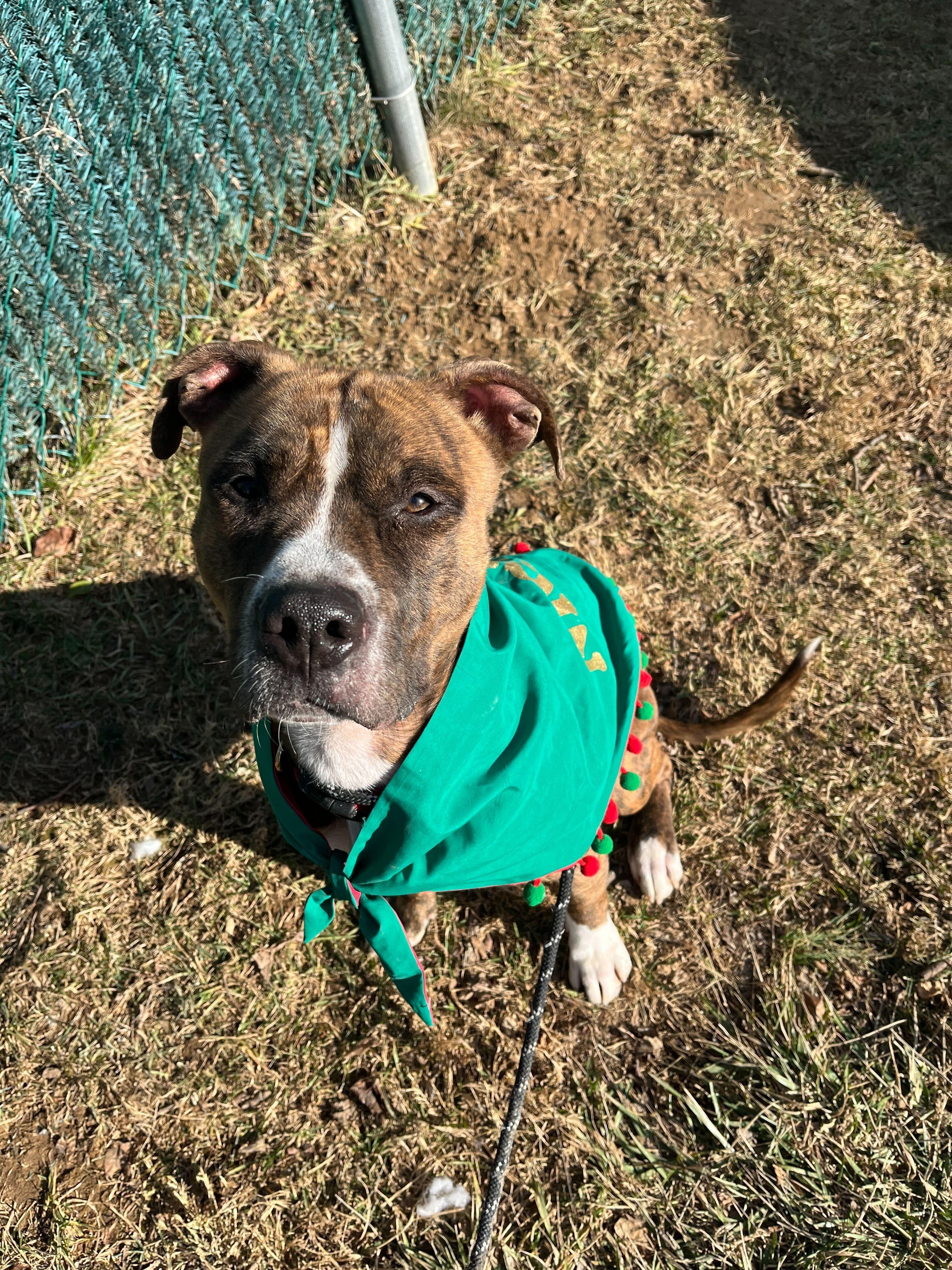 Kratos, Adoptable, Young Male Staffordshire Bull Terrier.