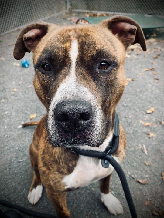 Kratos, a Adoptable Staffordshire Bull Terrier in Conshohocken, PA image 4/5