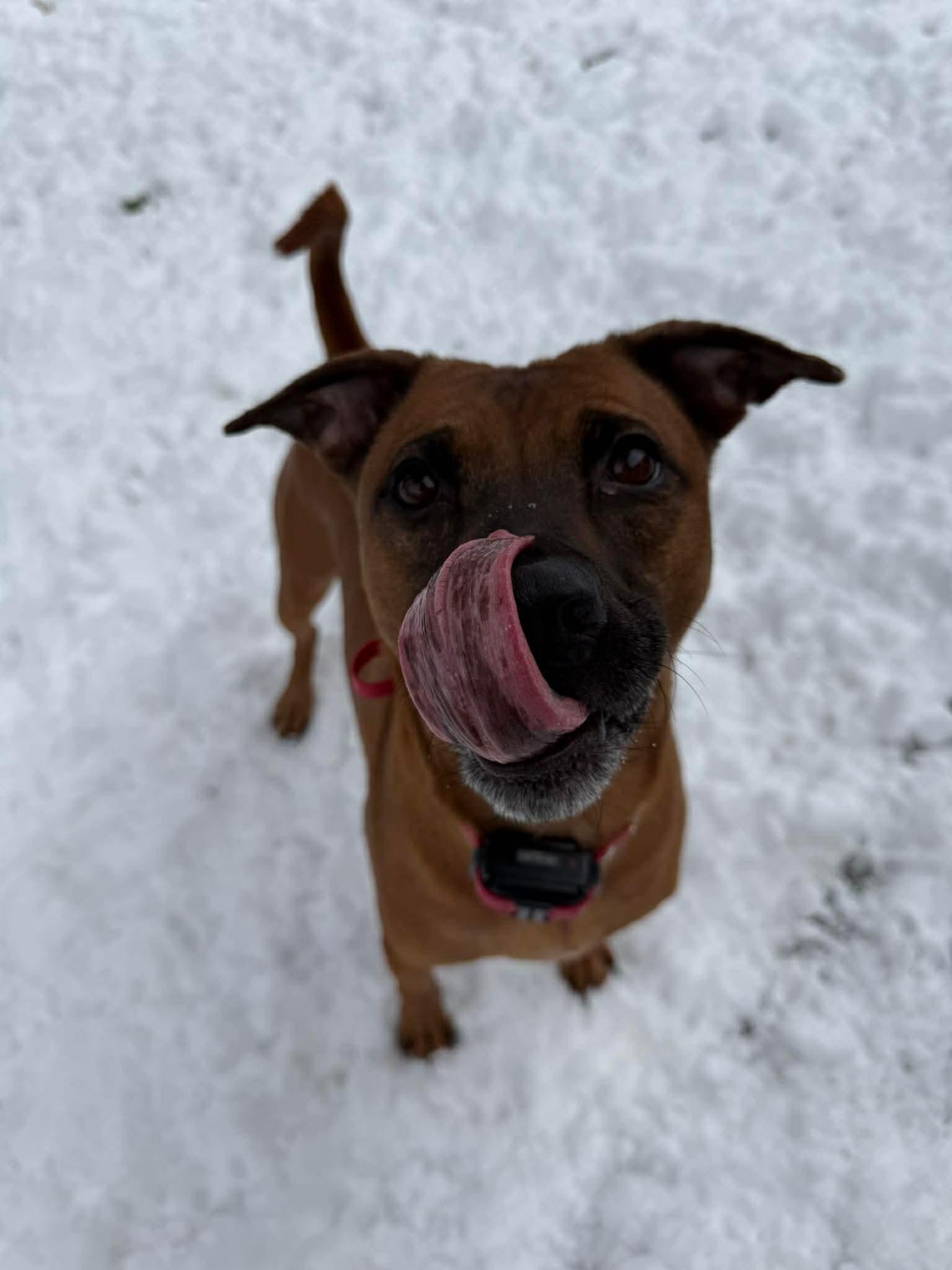 Enlarge Scooby, a Adoptable Pit Bull Terrier in Duluth, MN image 1/3