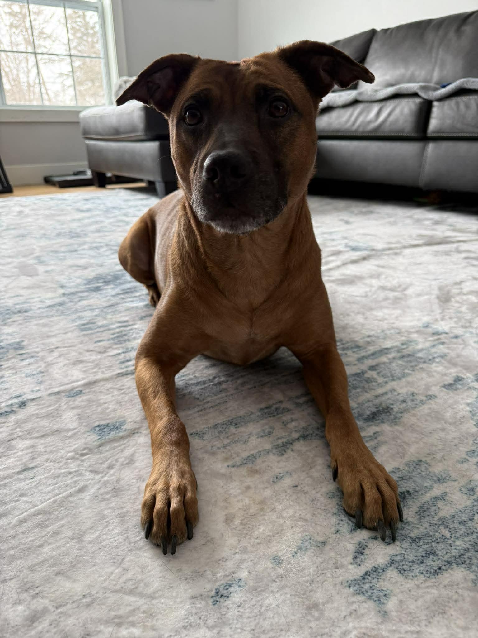 Enlarge Scooby, a Adoptable Pit Bull Terrier in Duluth, MN image 2/3