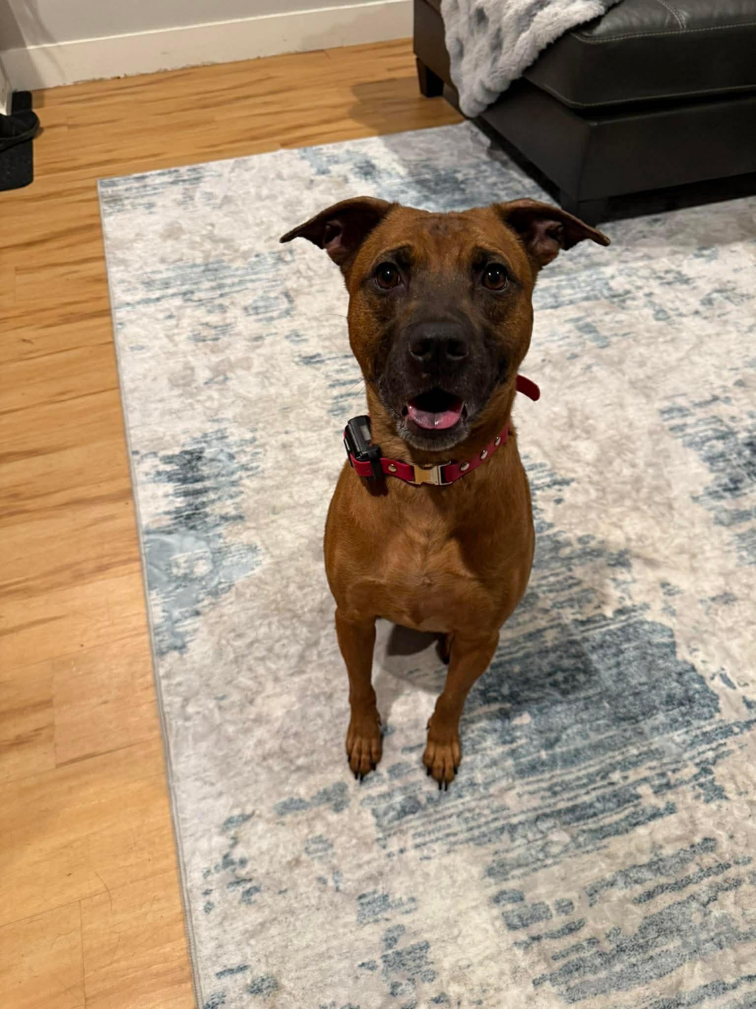 Scooby, Adoptable, Young Male Pit Bull Terrier.