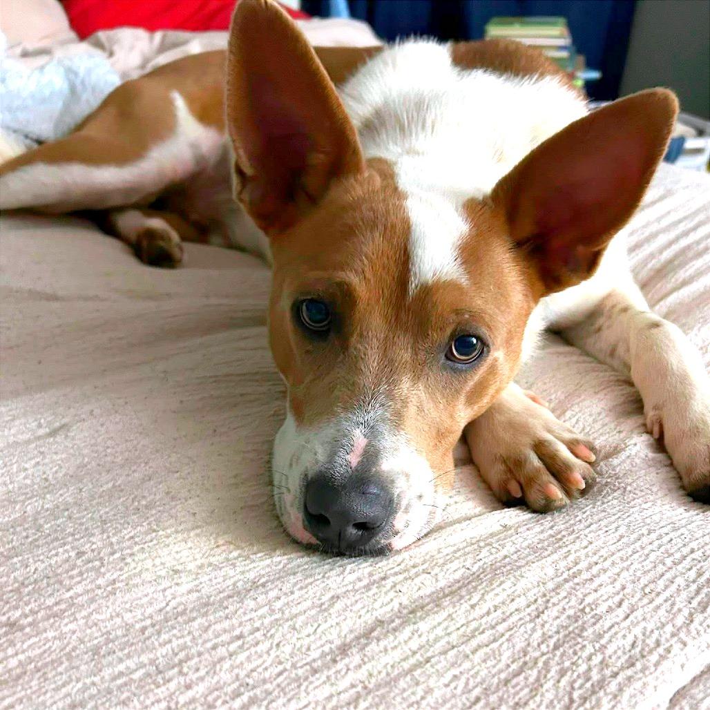 Enlarge Mocha, a Adoptable Mixed Breed in Fredericksburg, VA image 1/6