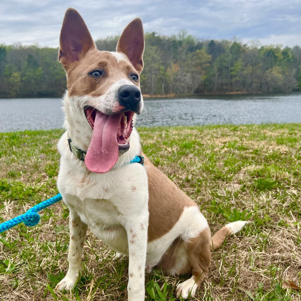 Enlarge Mocha, a Adoptable Mixed Breed in Fredericksburg, VA image 1/6