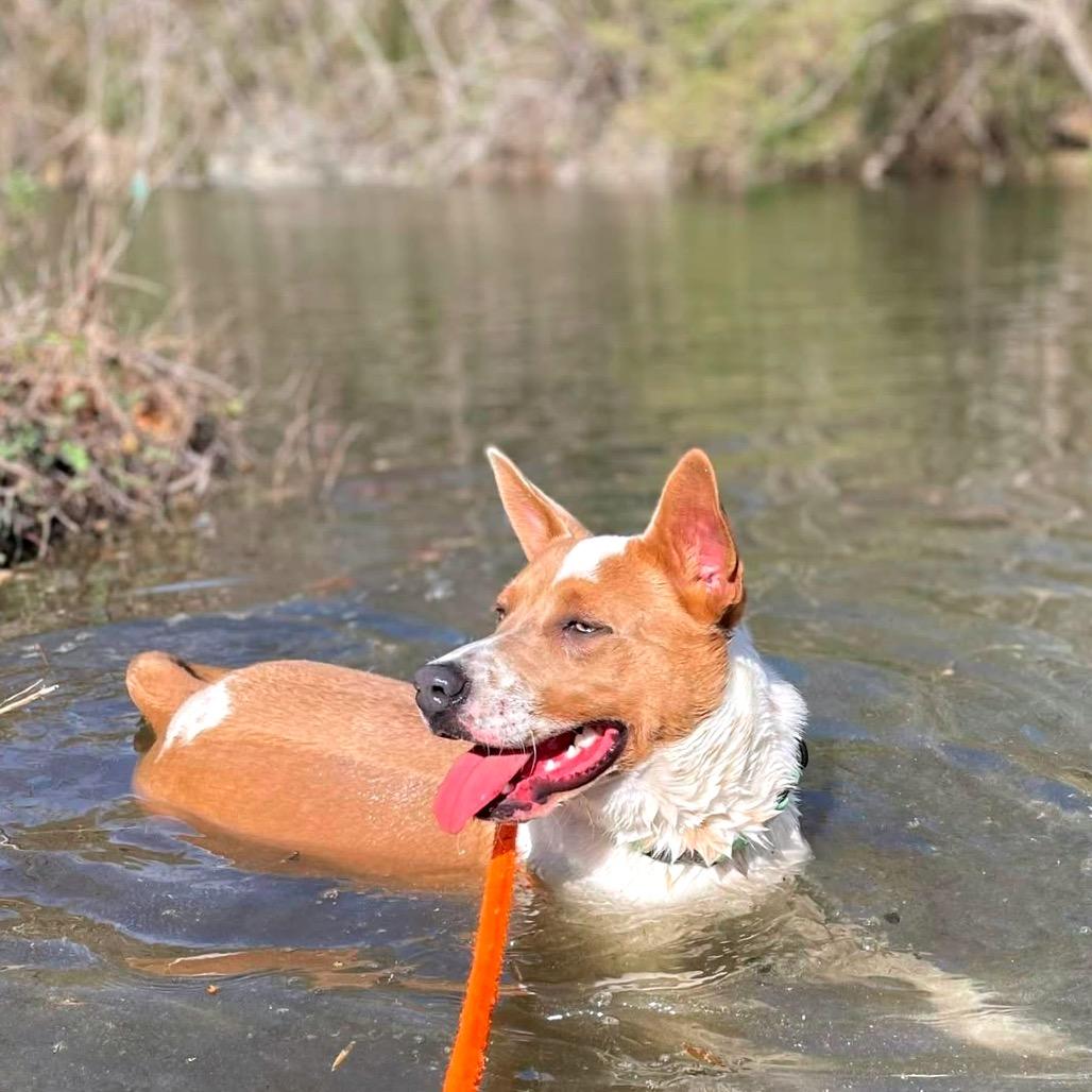 Enlarge Mocha, a Adoptable Mixed Breed in Fredericksburg, VA image 2/6