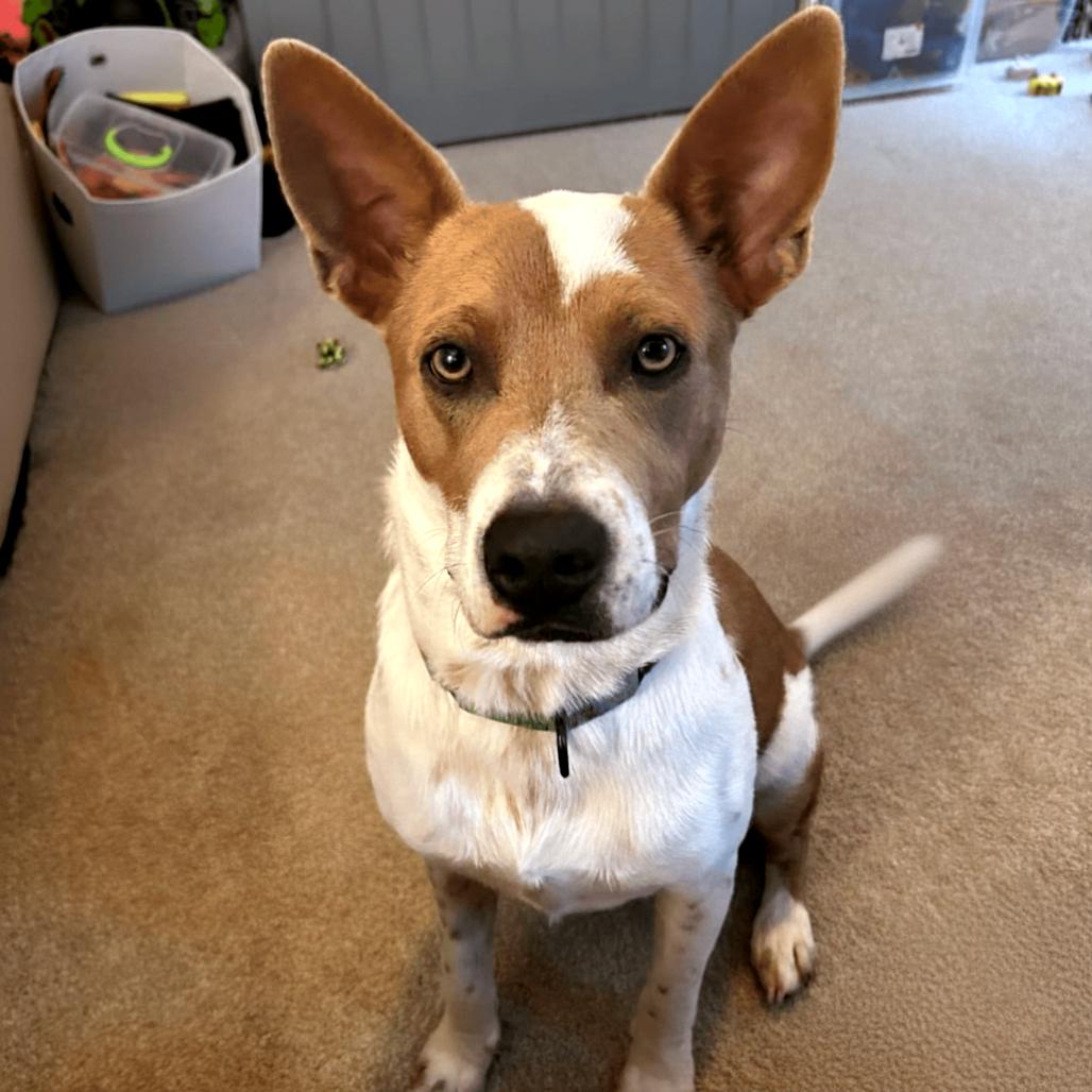 Enlarge Mocha, a Adoptable Mixed Breed in Fredericksburg, VA image 4/6