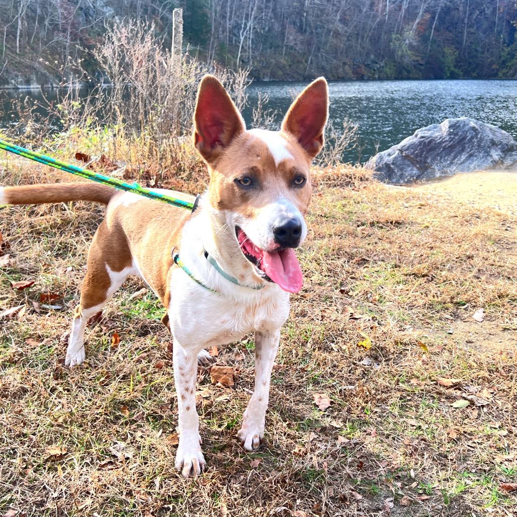 Enlarge Mocha, a Adoptable Mixed Breed in Fredericksburg, VA image 2/6