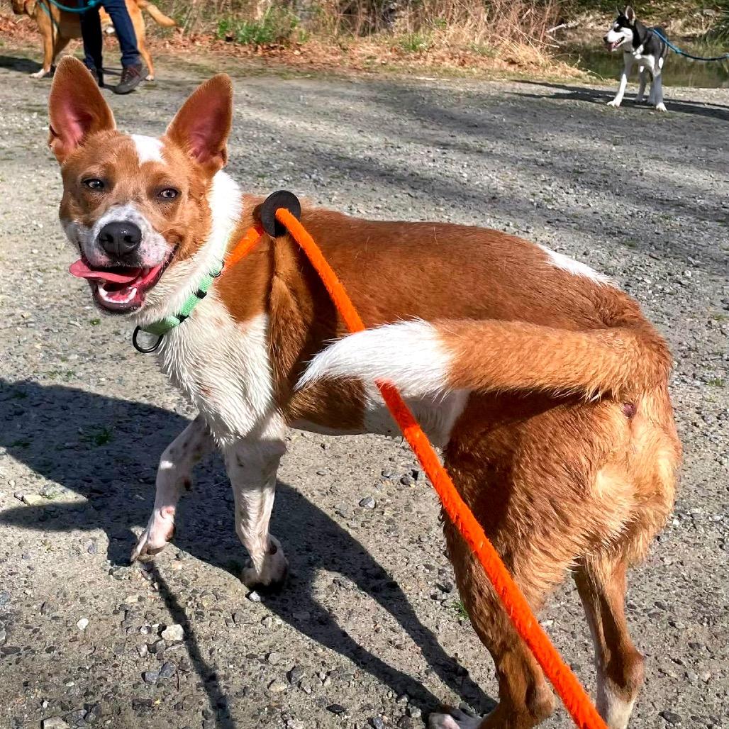 Enlarge Mocha, a Adoptable Mixed Breed in Fredericksburg, VA image 3/6