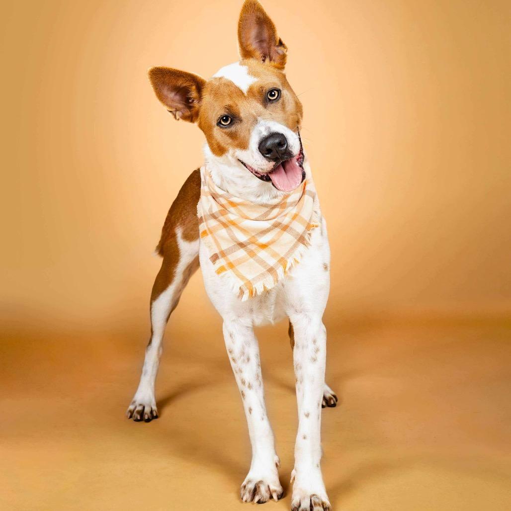 Enlarge Mocha, a Adoptable Mixed Breed in Fredericksburg, VA image 4/6