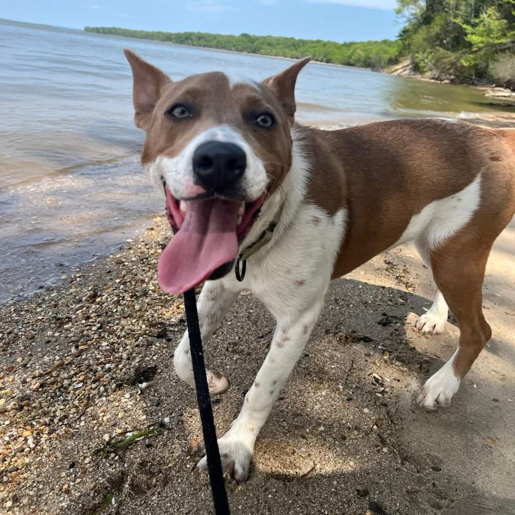 Enlarge Mocha, a Adoptable Mixed Breed in Fredericksburg, VA image 4/6