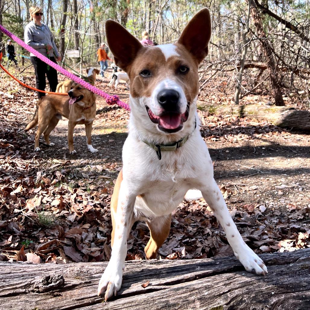 Enlarge Mocha, a Adoptable Mixed Breed in Fredericksburg, VA image 5/6