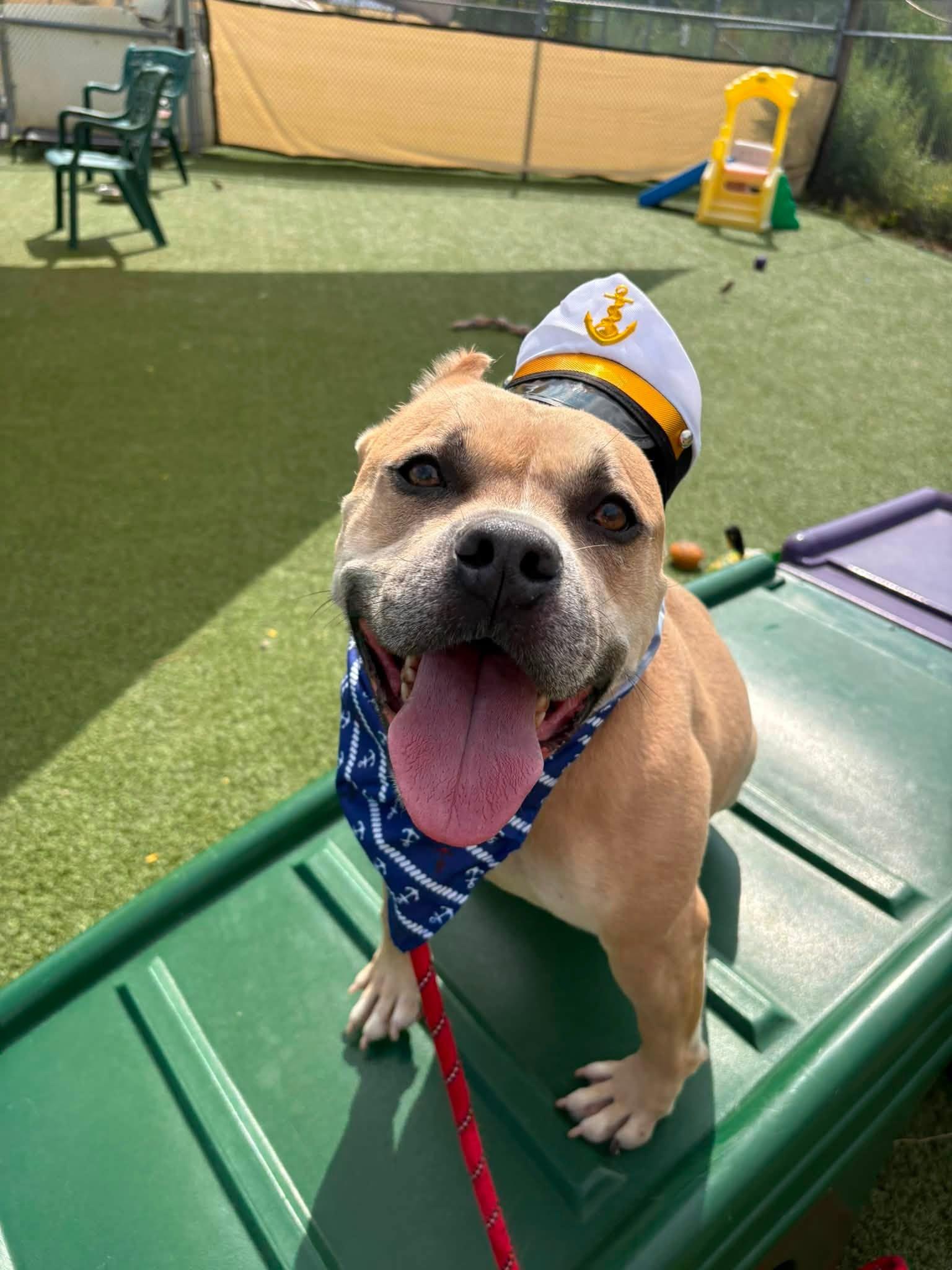 Captain, ADOPTABLE, Young Male Pit Bull Terrier.