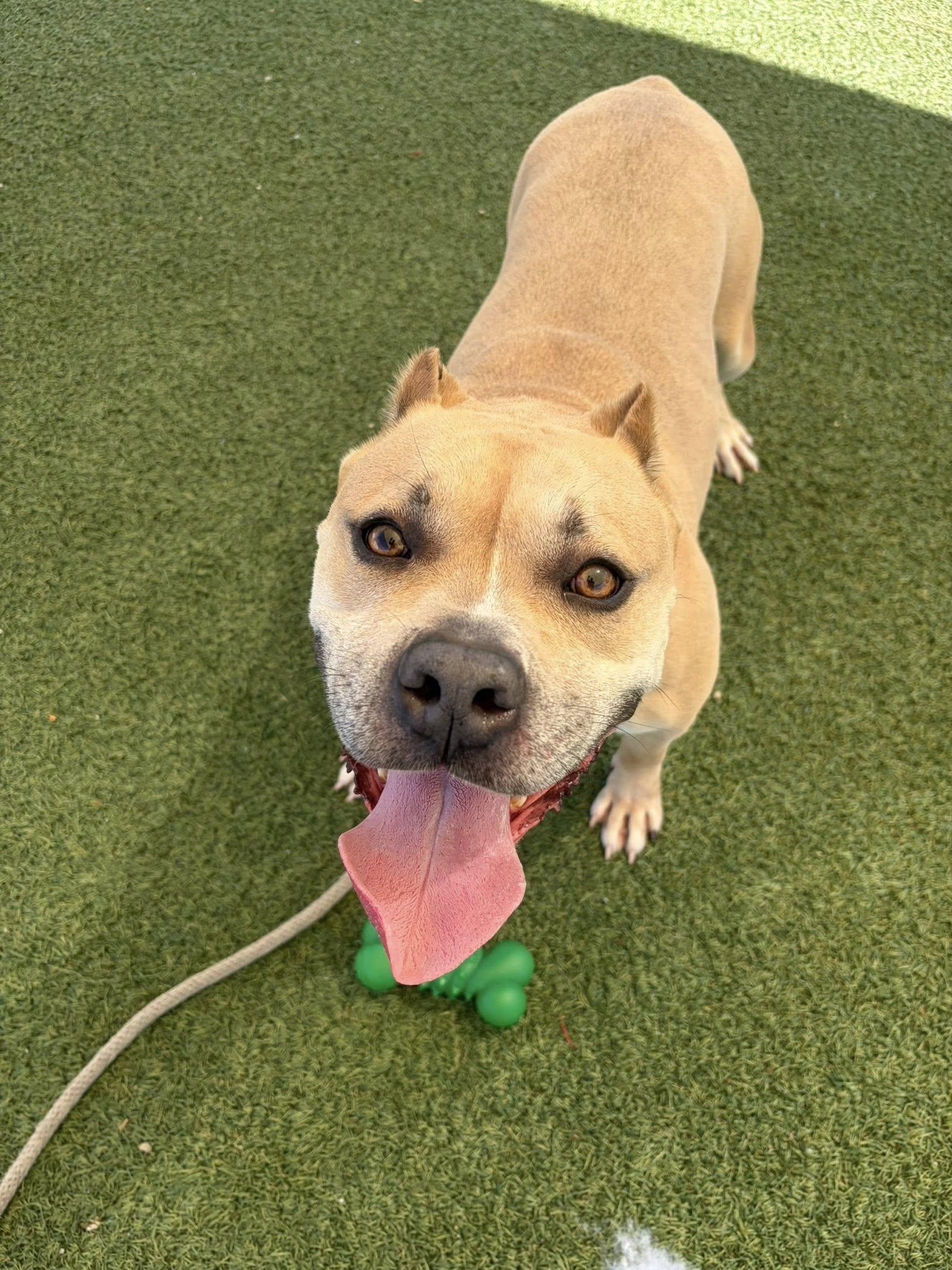 Captain, a ADOPTABLE mixed breed in Cleveland, OH image 3/6