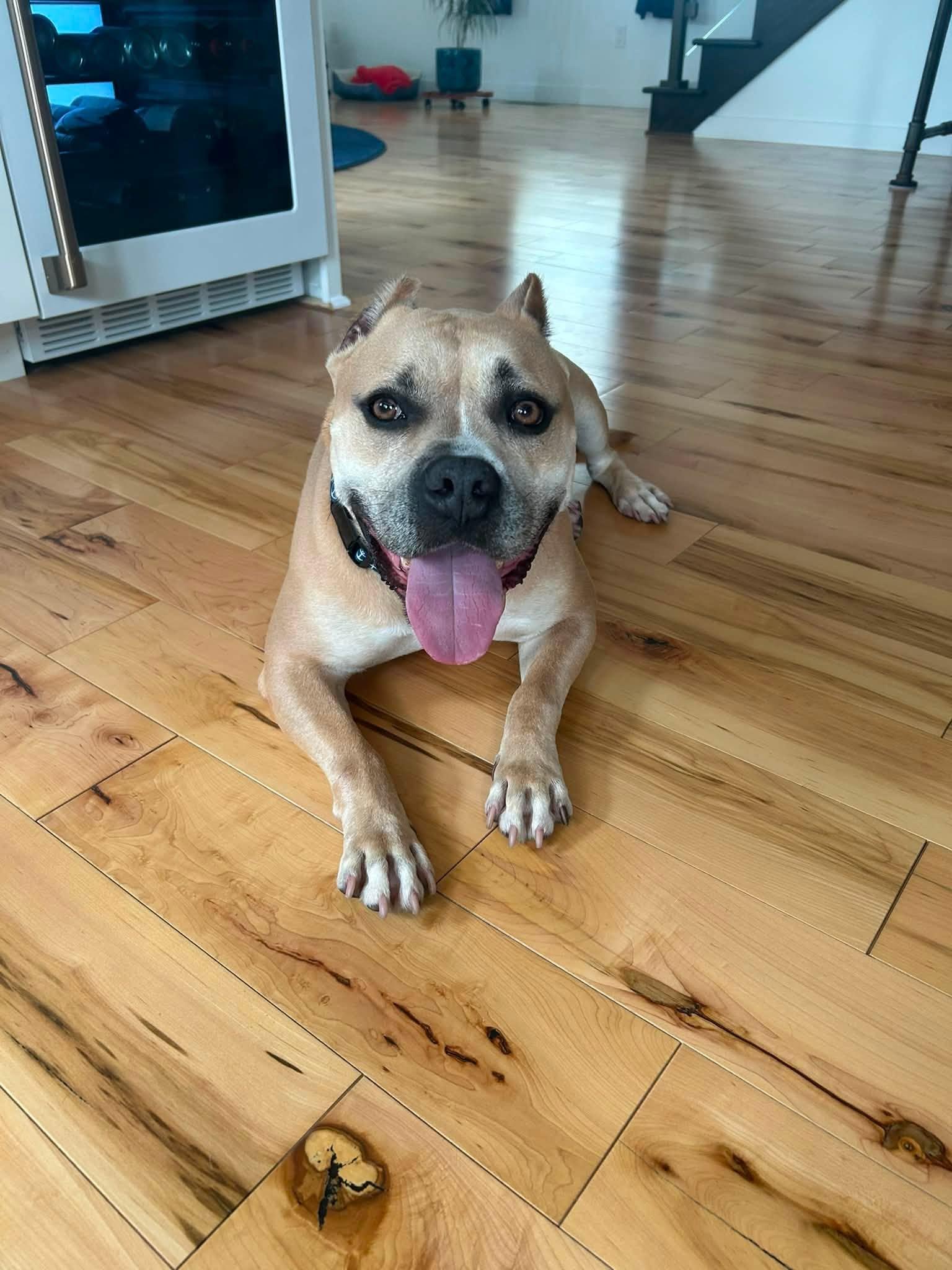 Enlarge Captain, an adoptable mixed breed in Cleveland, OH image 6/6