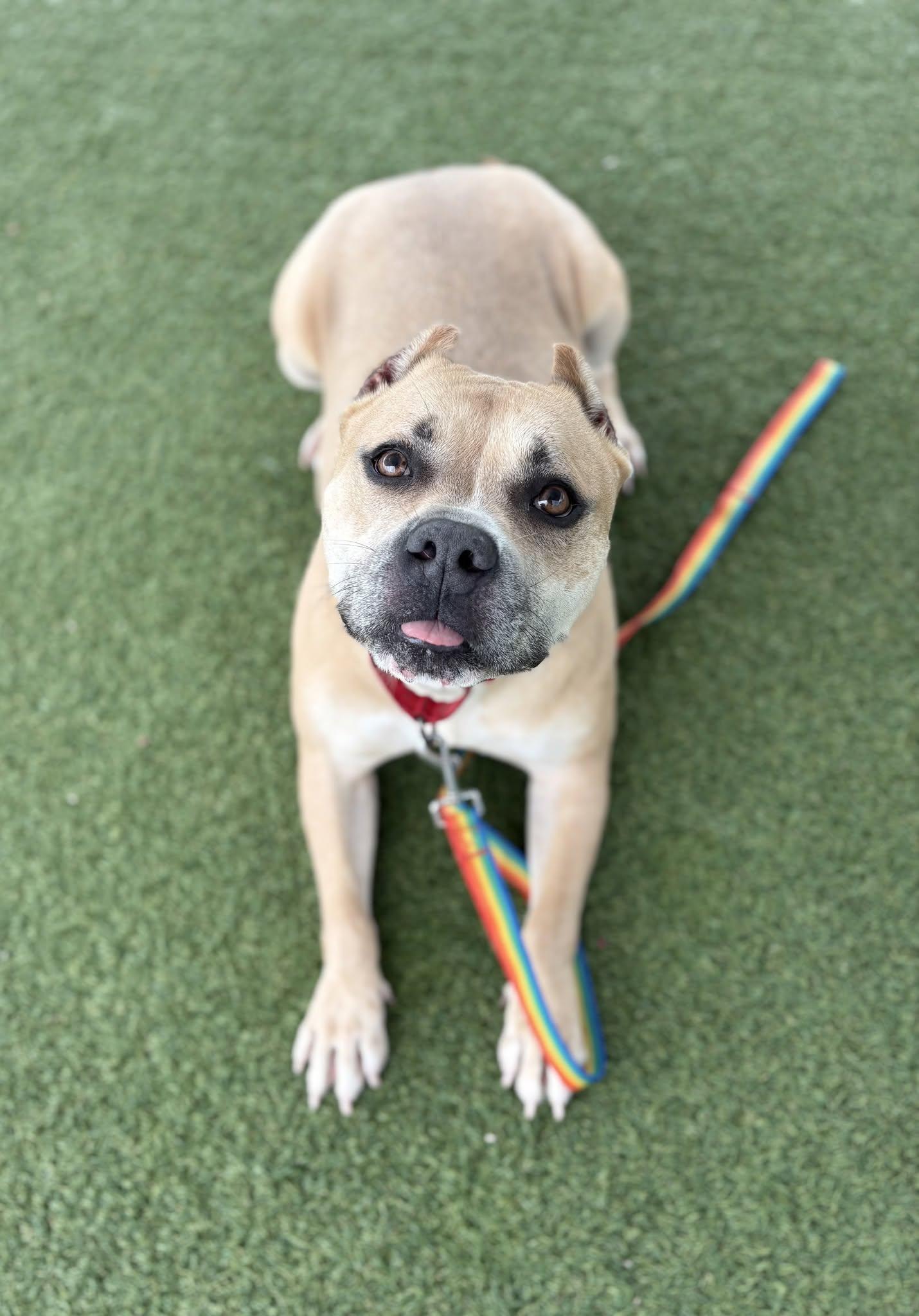Captain, a ADOPTABLE mixed breed in Cleveland, OH image 5/6